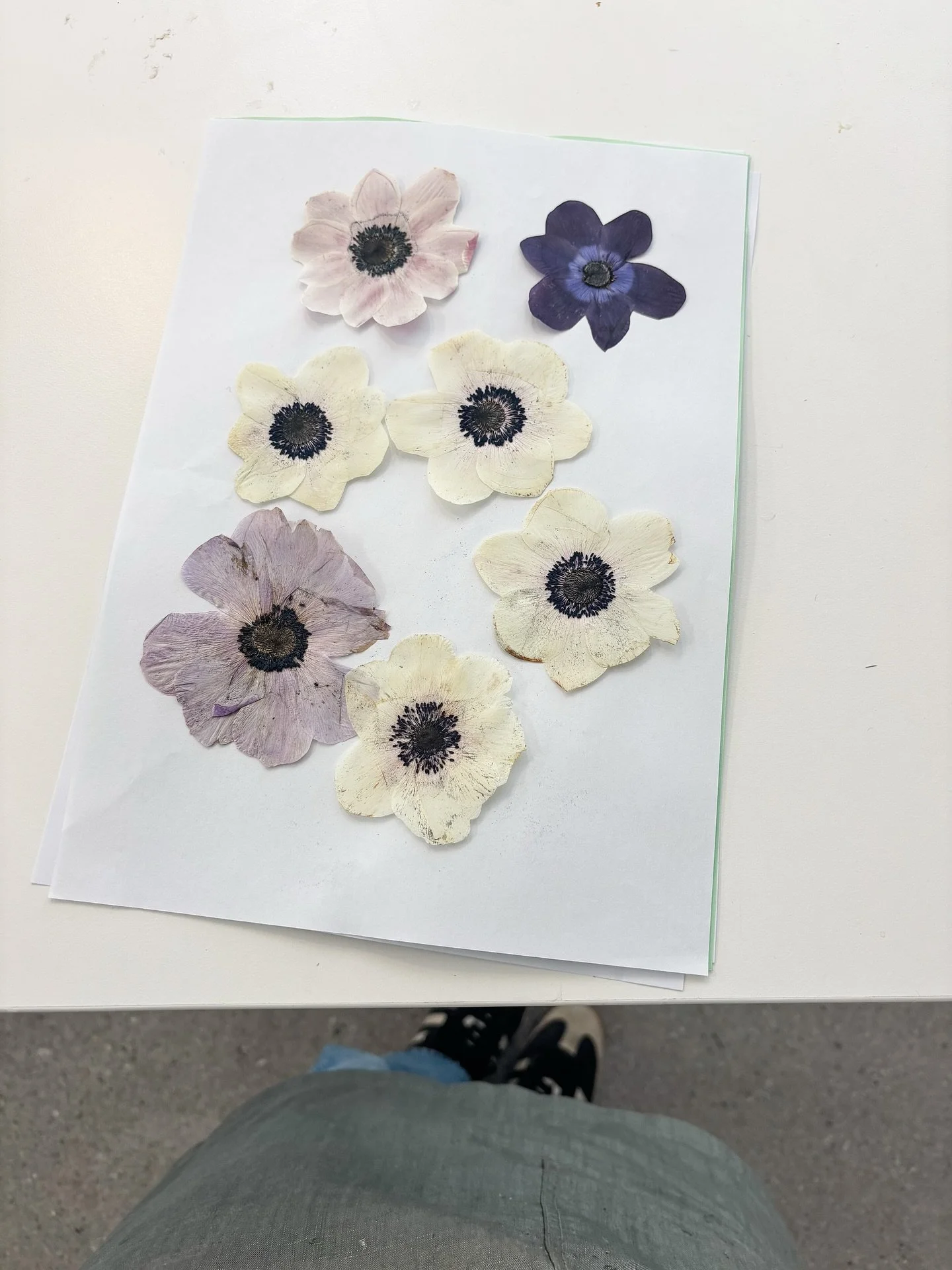 This week 💜💚💜💚

#bouquetpreservation #pressedflowers #pressedflower #pressedflowerart #nzweddings