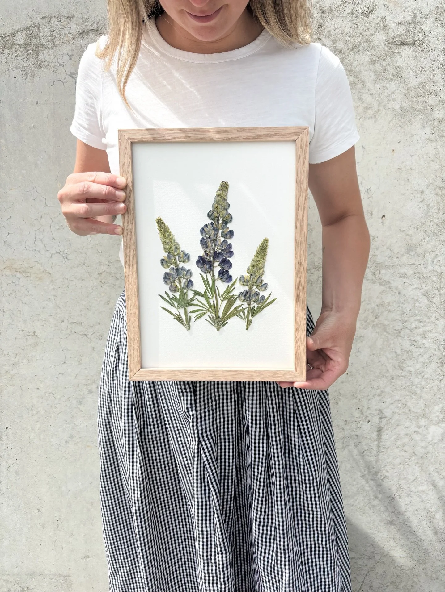 The sweetest pressed Lupine herbarium 💜