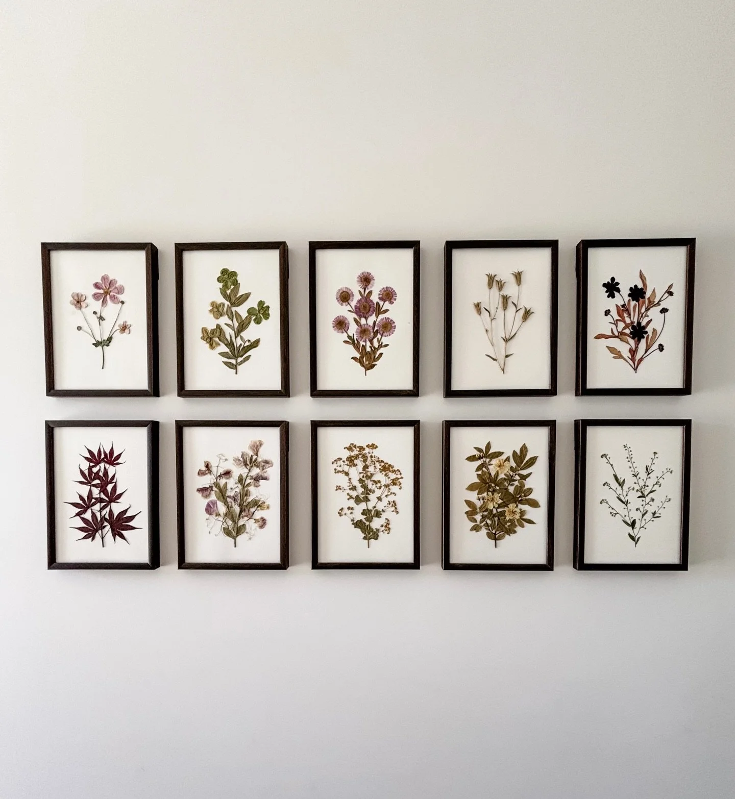 Four new additions to my herbaria grid 💜
Chocolate cosmos, maple, forget-me-not and Japanese anemone &mdash; favourites I return to time and time again, each preserved and framed to last.
If you&rsquo;re thinking about starting your own collection, 