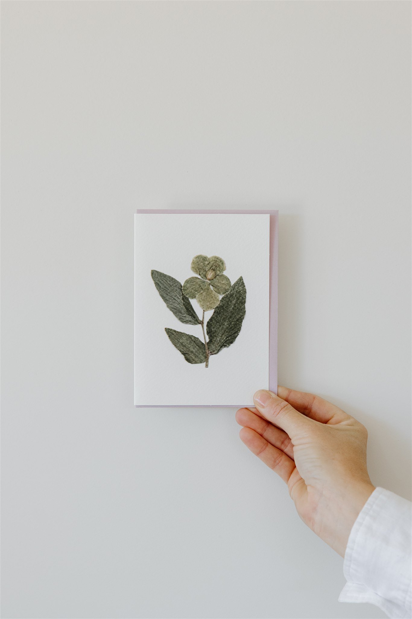 Hellebore — A6 Card