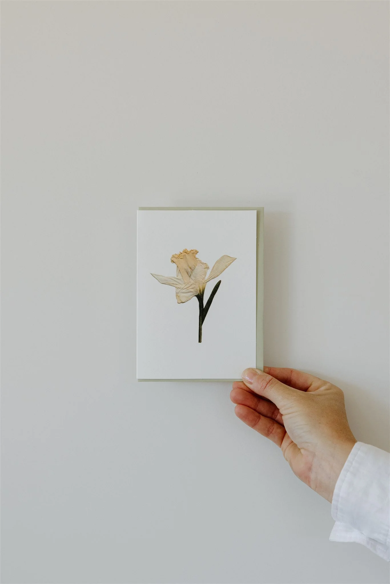 Daffodil — A6 Card