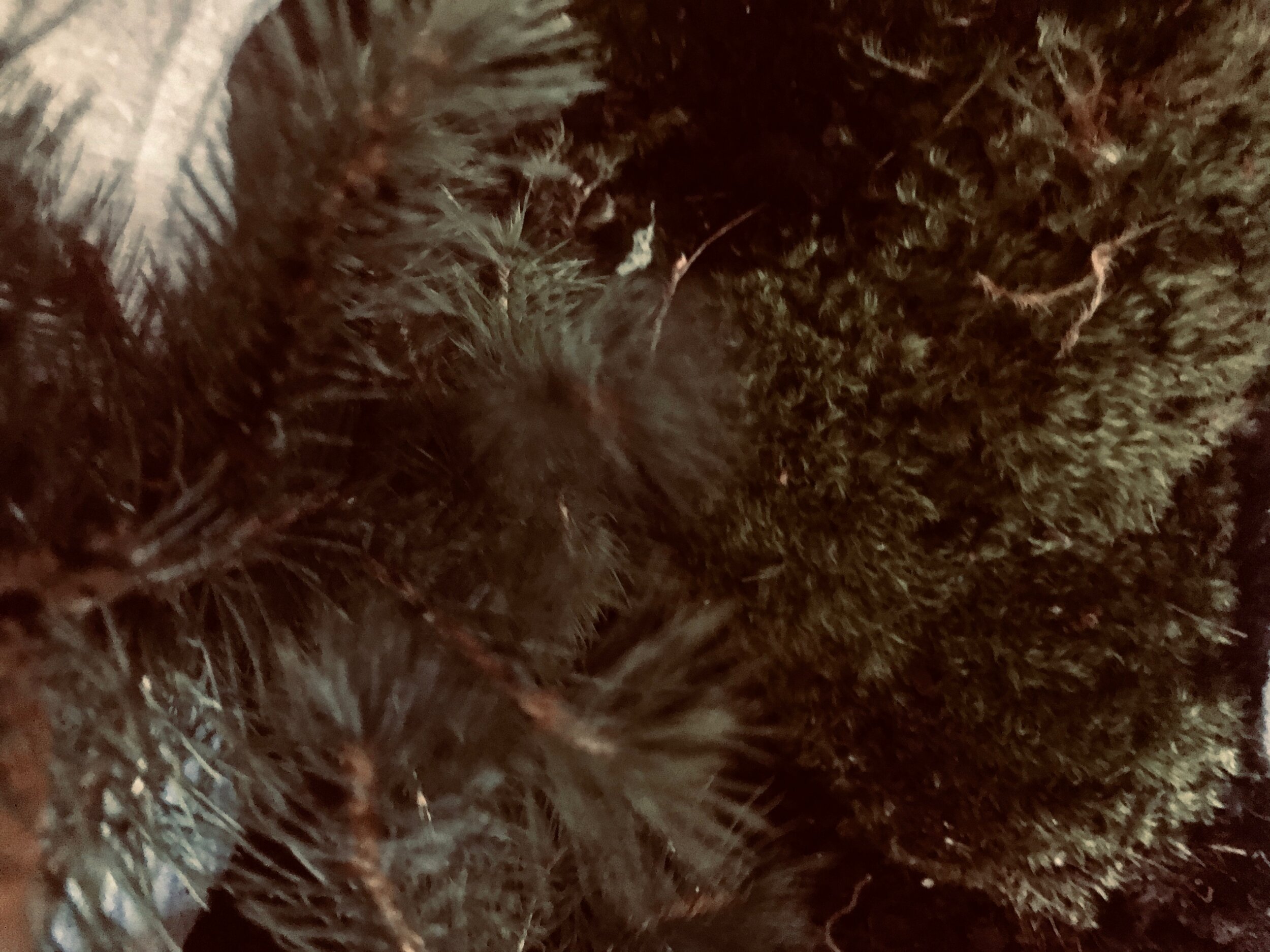 IMG_1330.jpeg