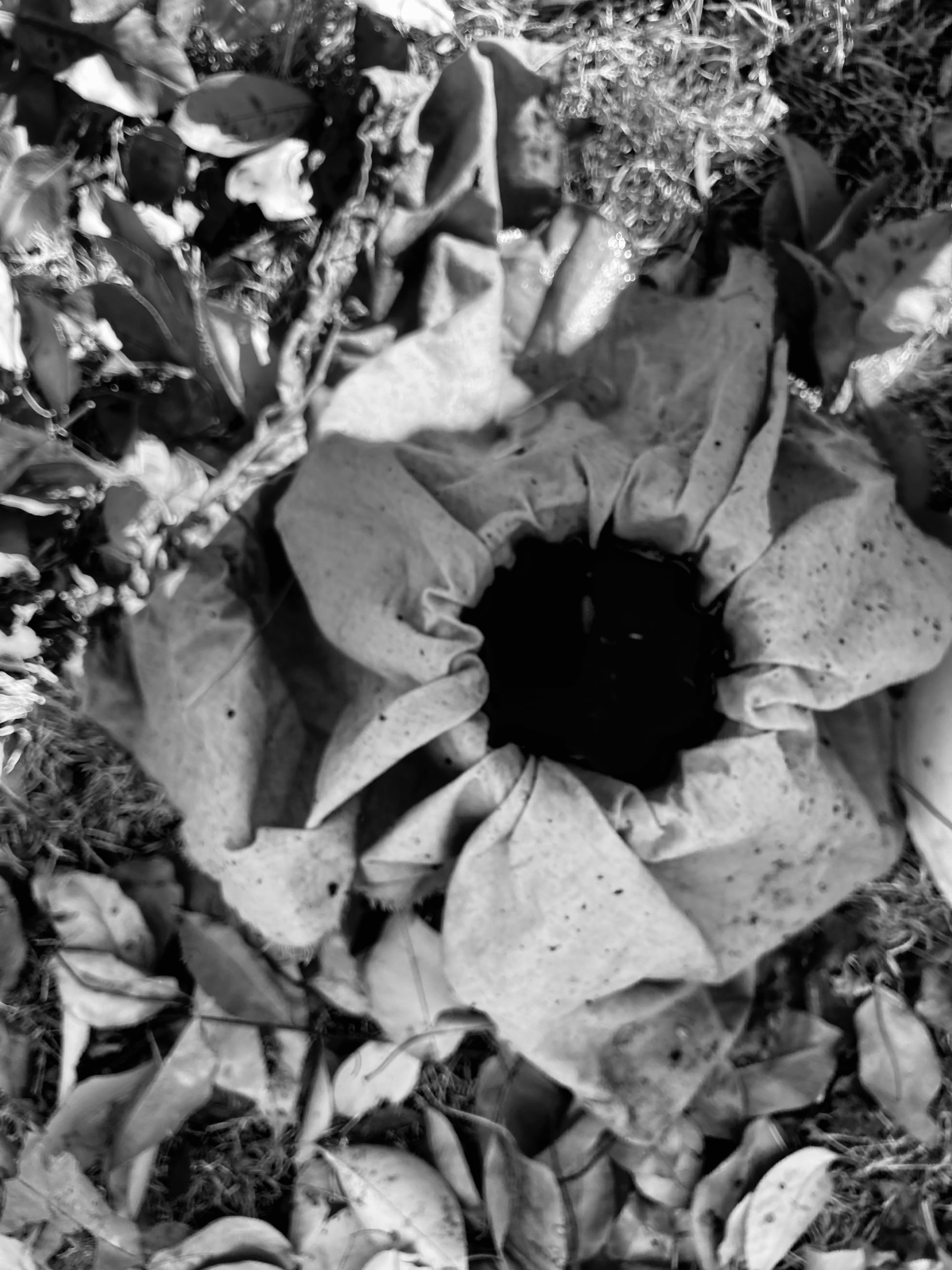 IMG_0233.jpeg