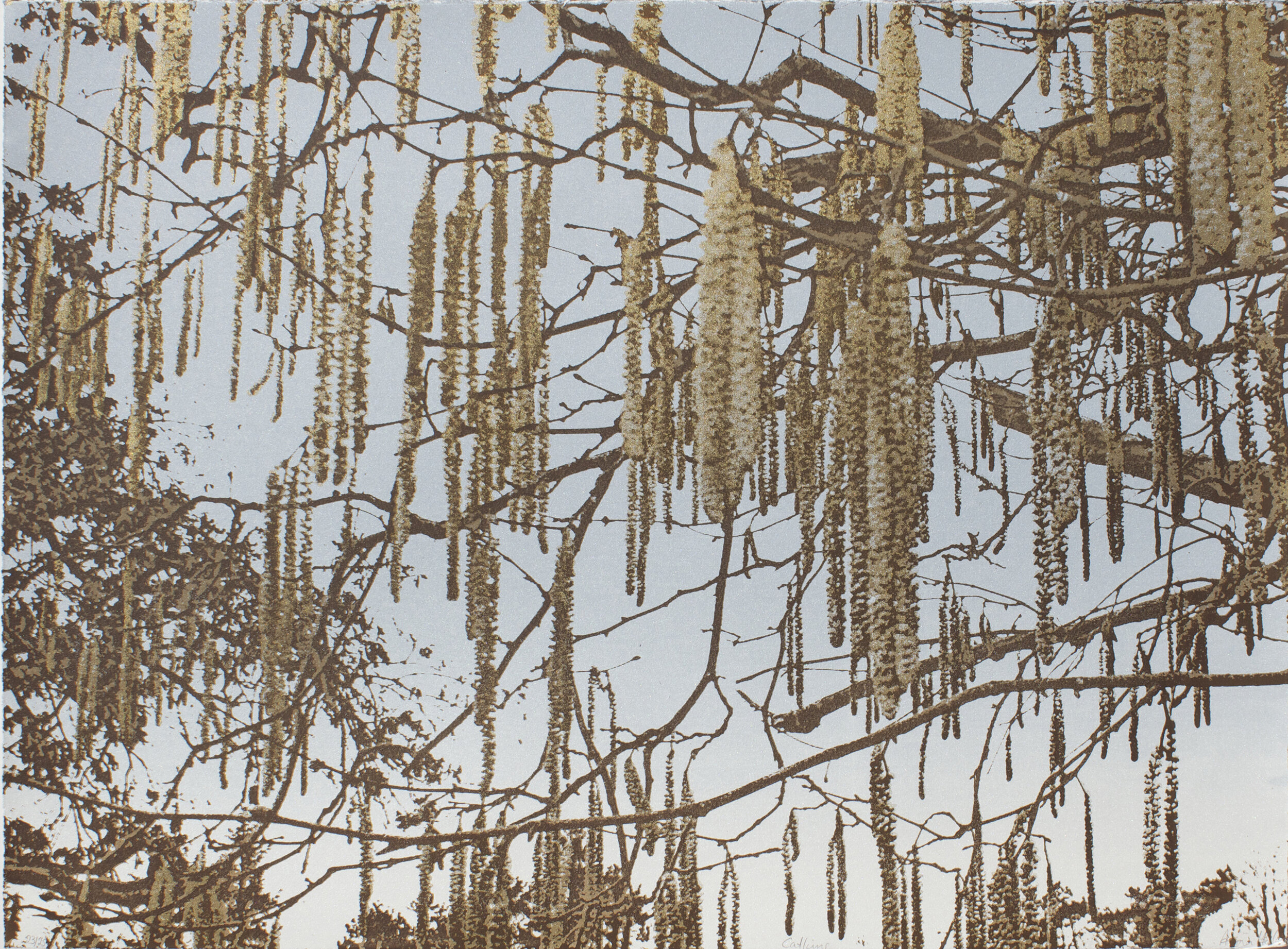 Catkins 76x56cm £400.jpg