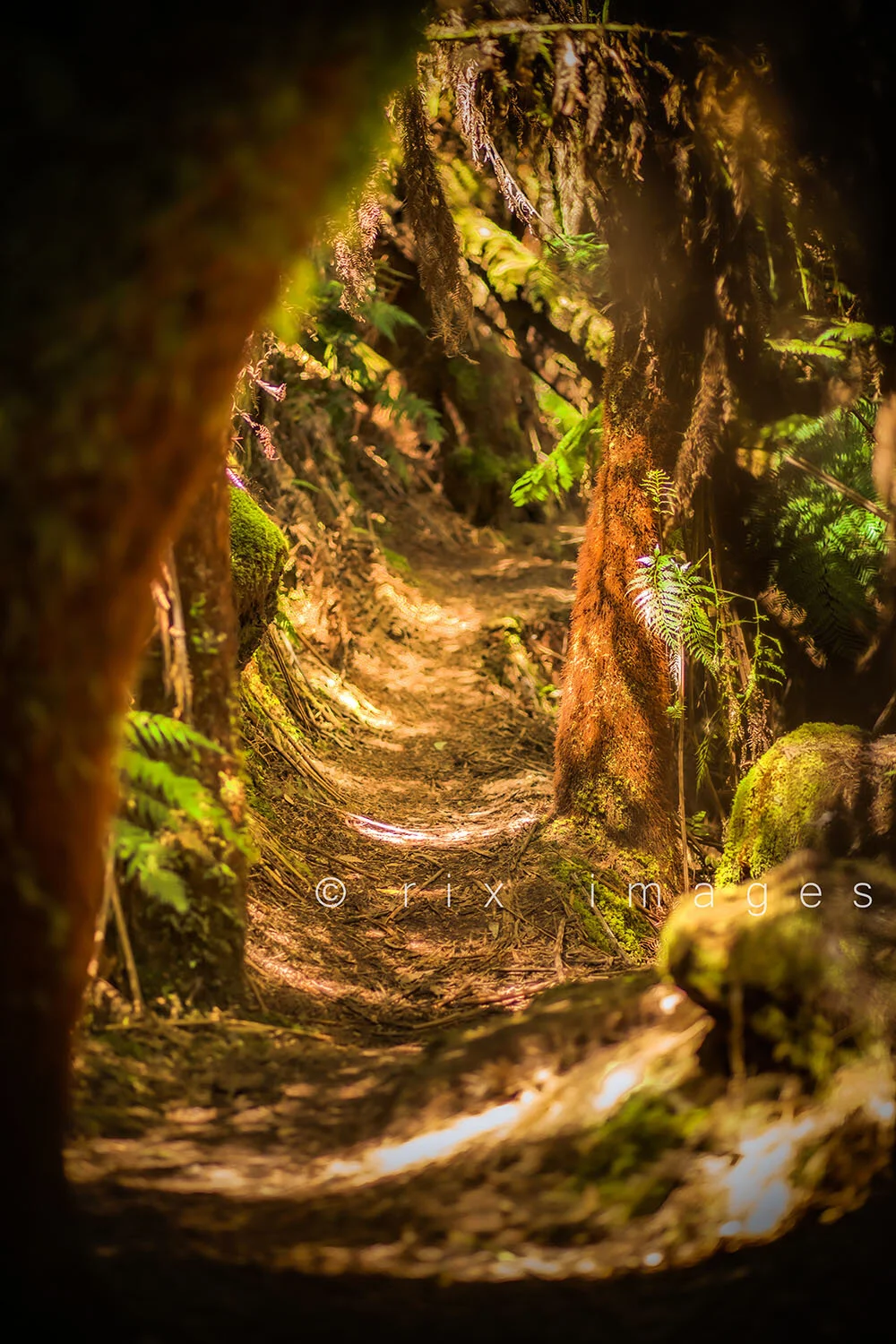 Forest nature trail in dappled sunshine