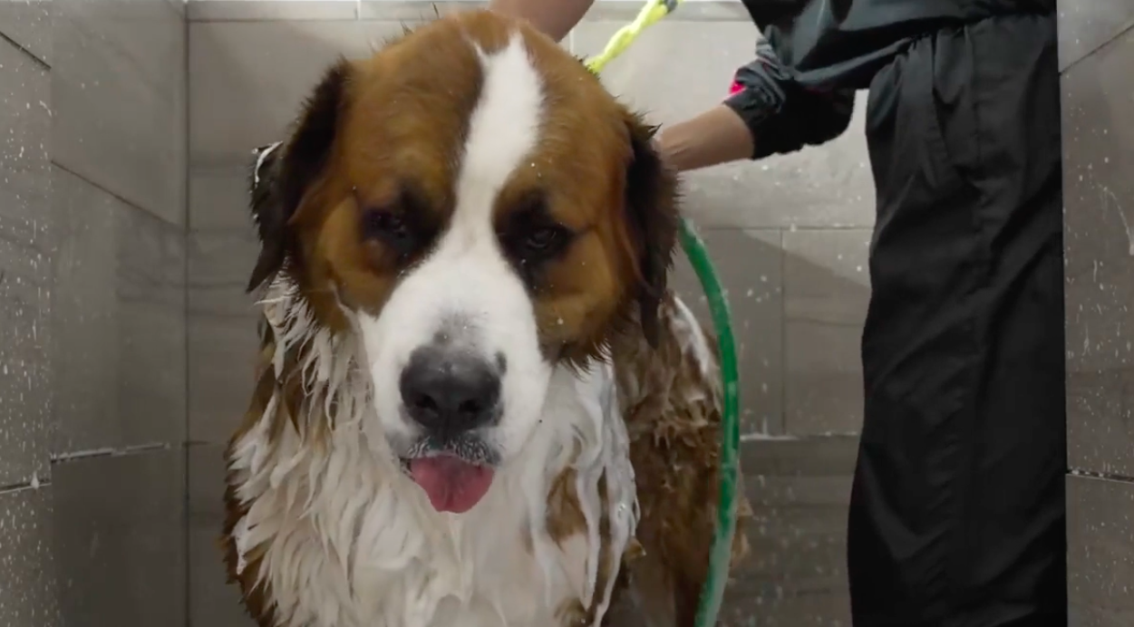 'Good Boy!' - Liverpool Biennial X British Council online Symposium - 'Aftercare'.