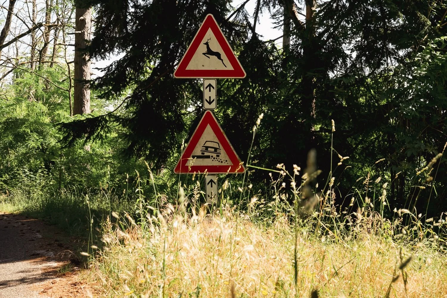 Italian road signs warning of deer and a slippery road beside tall dry grass
