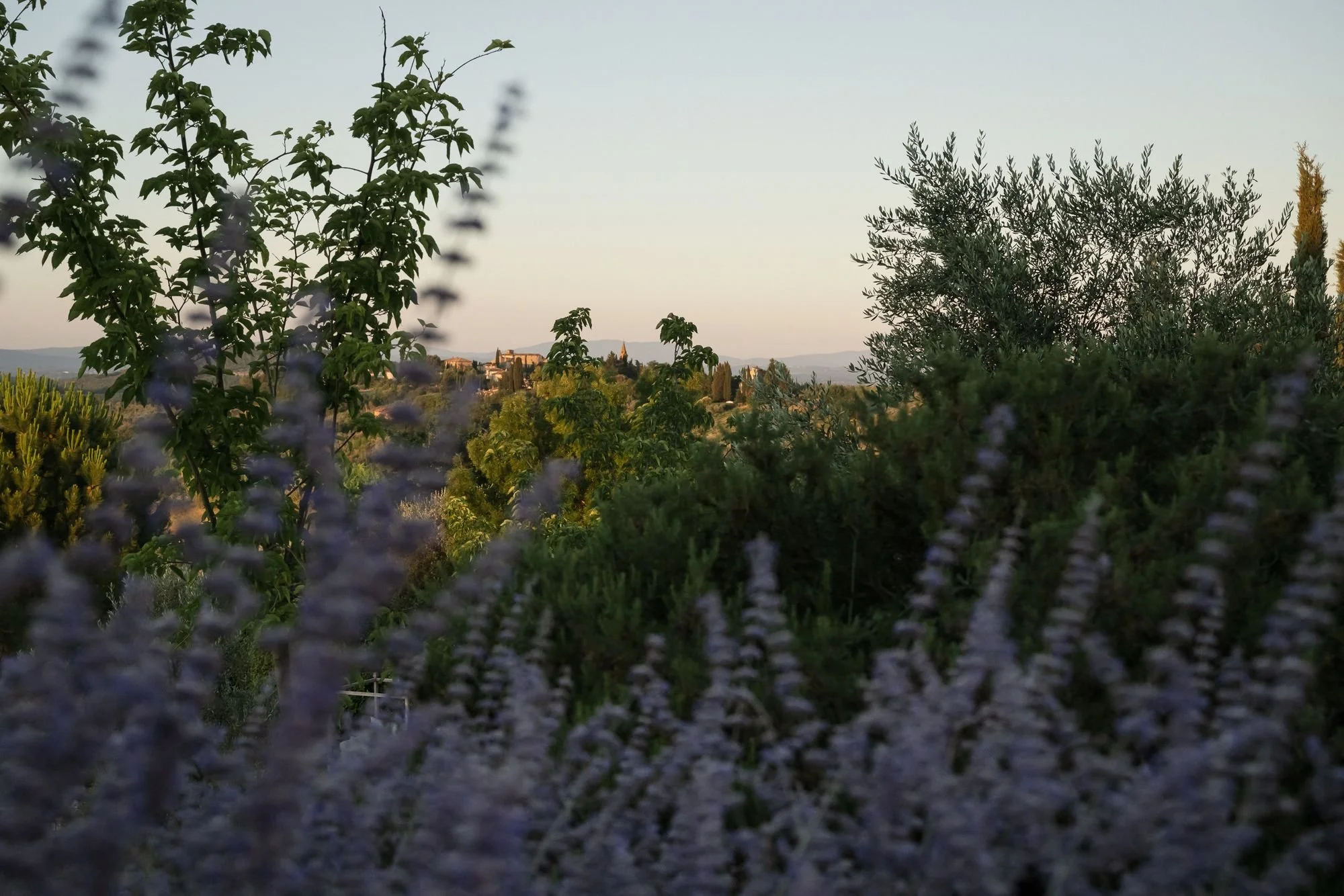 Purple flowers in the foreground and a hazy Tuscan hillside beyond in warm light