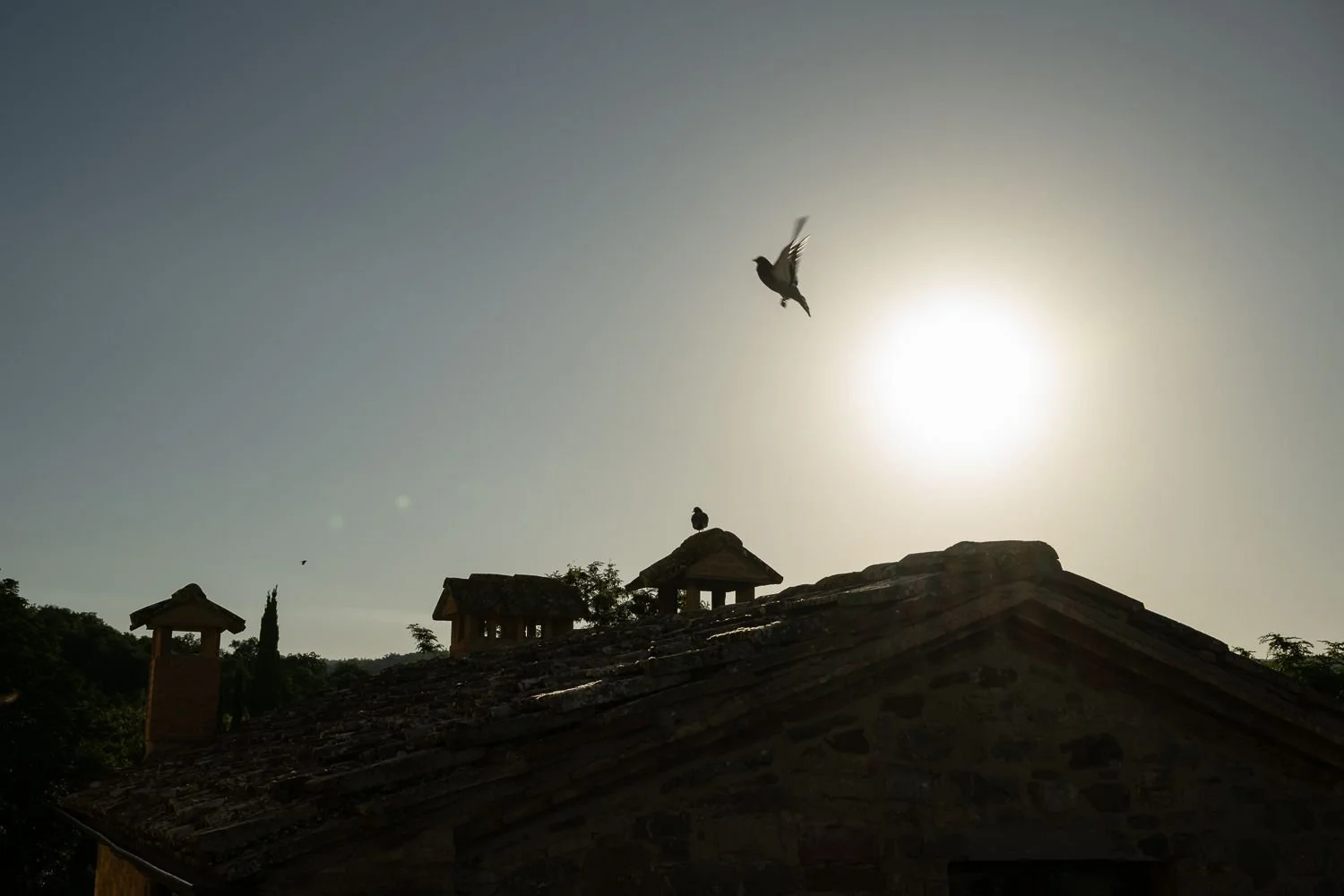 Bird in flight silhouetted against the sun above a Tuscan stone rooftop