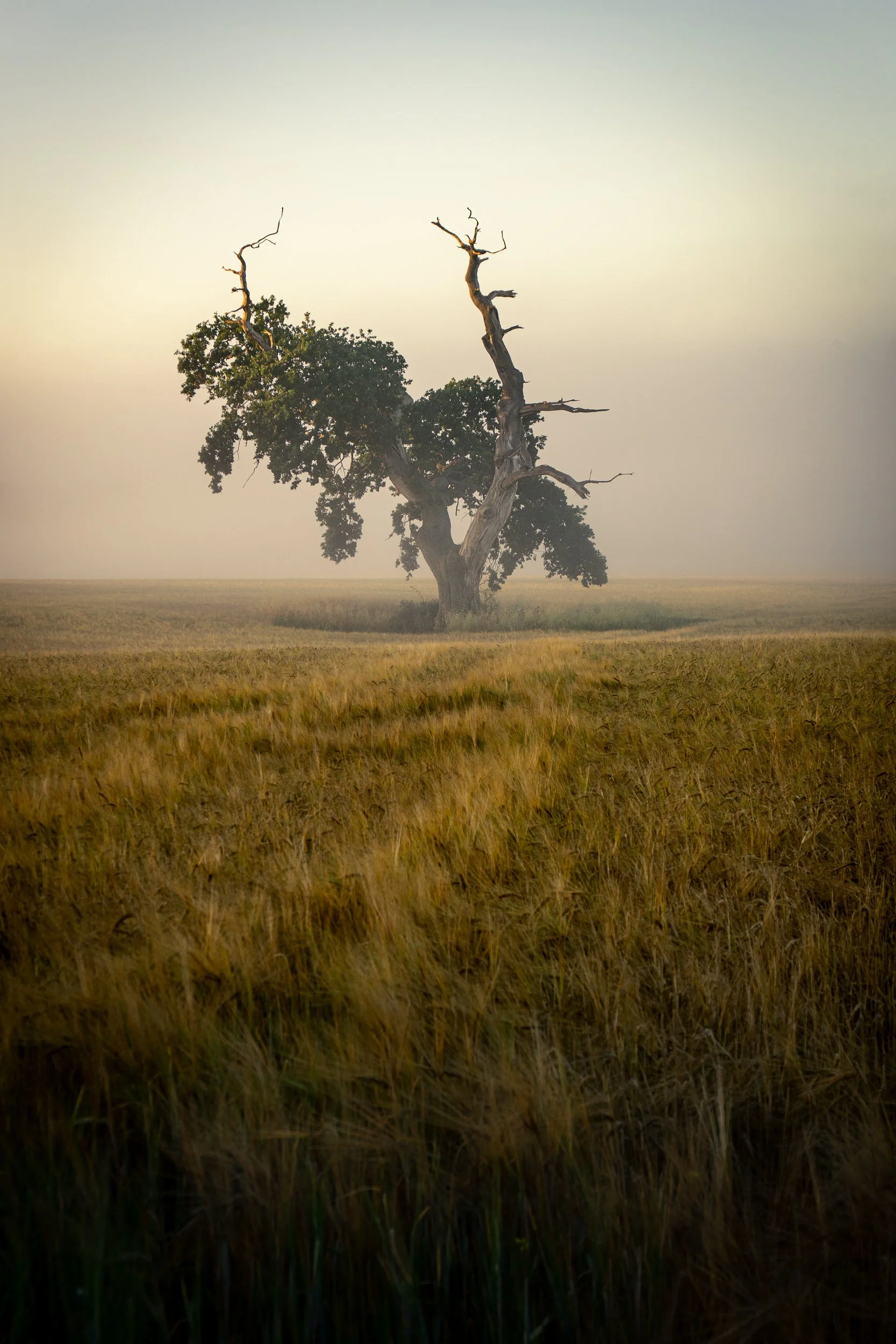 The Old Oak