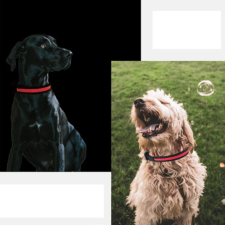 LED pet collar_6.jpg