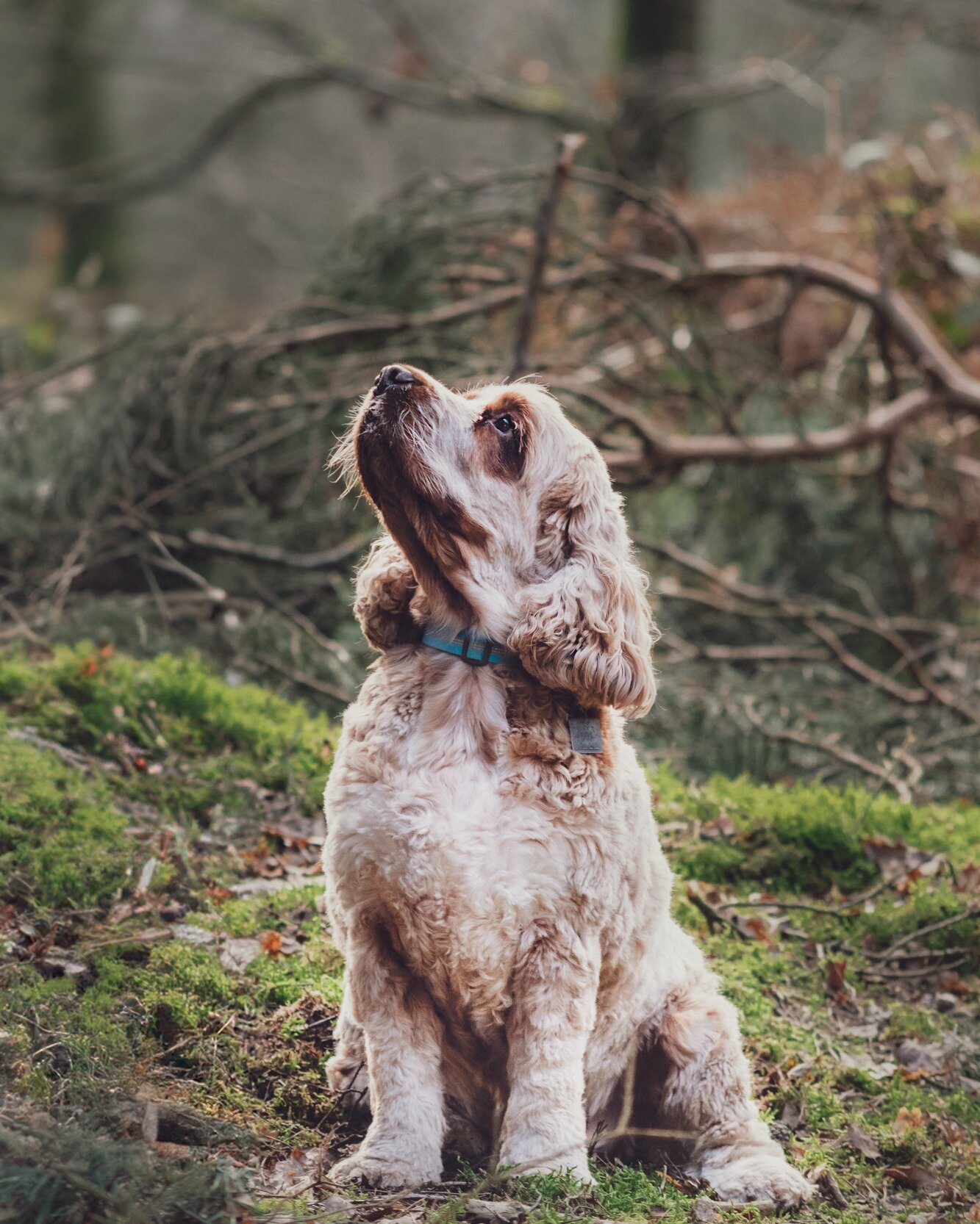 &quot;Victoria was our wedding photographer, so when we received a voucher for a photoshoot for a milestone birthday gift we knew we were in for a treat. As always Vicky put us at ease (I'm not a confident model) and our shoot was very relaxed and en