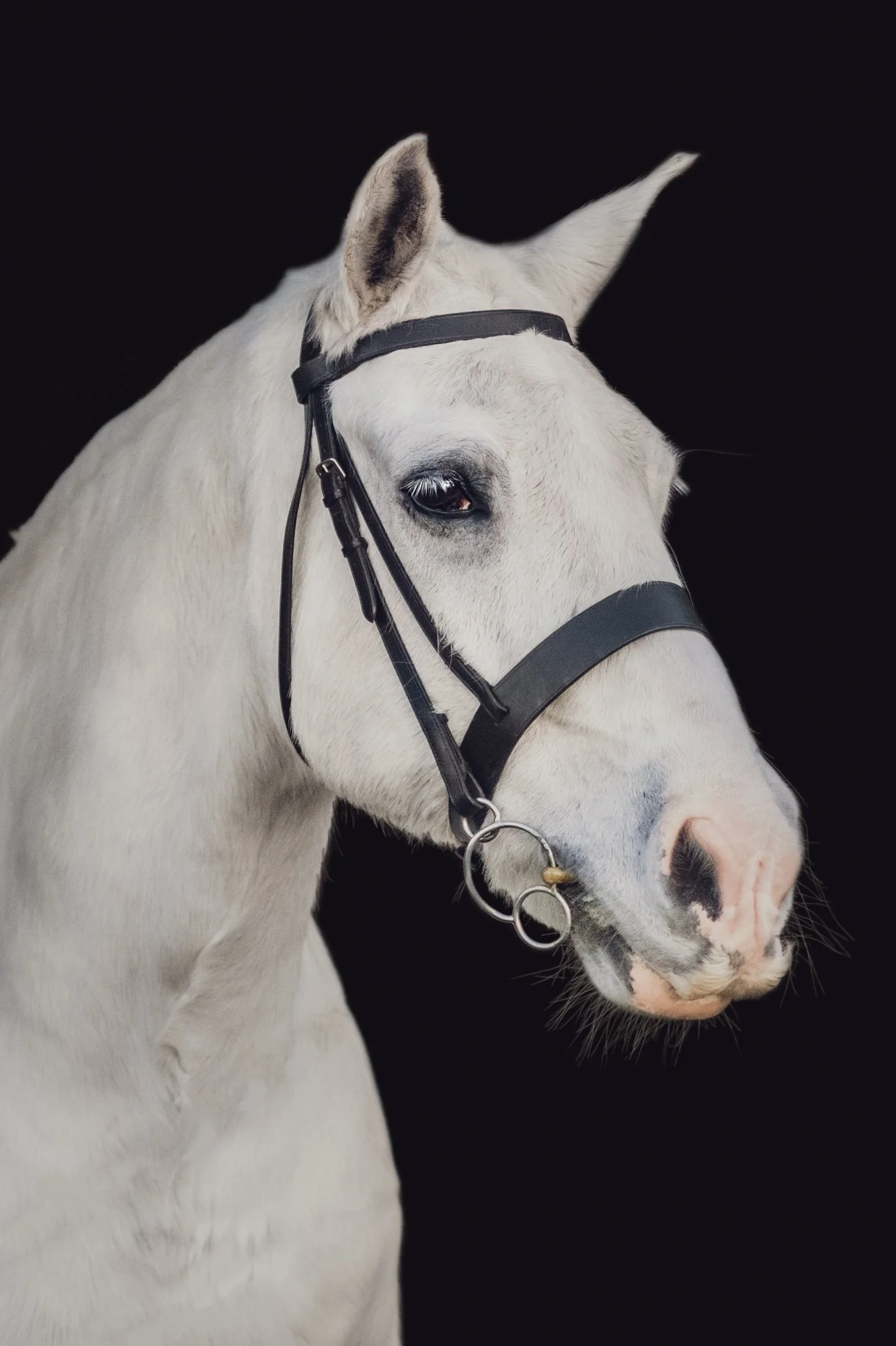 6_Victoria Gray Photography N&B Equestrian.jpg