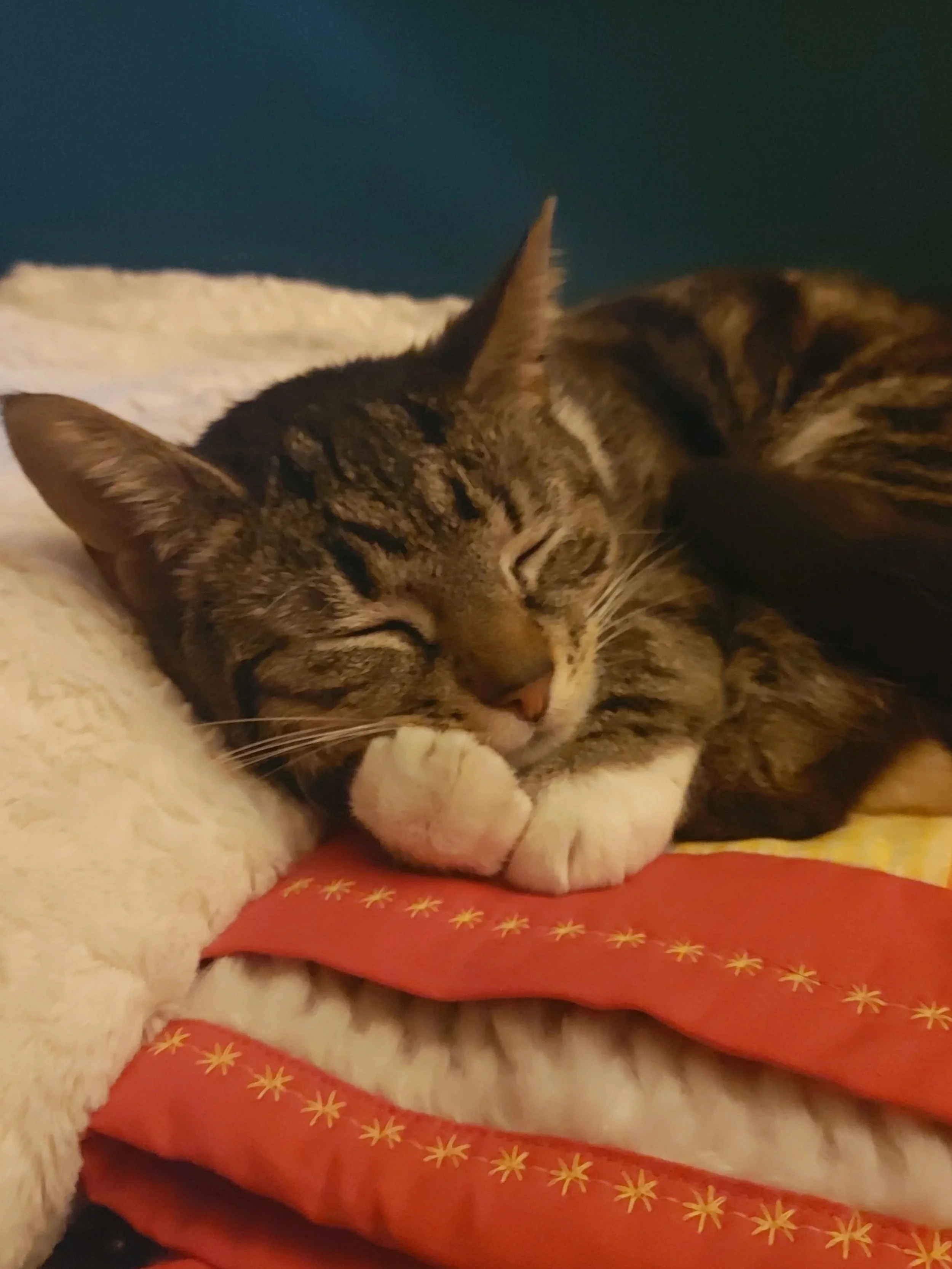 our little queen bodhi