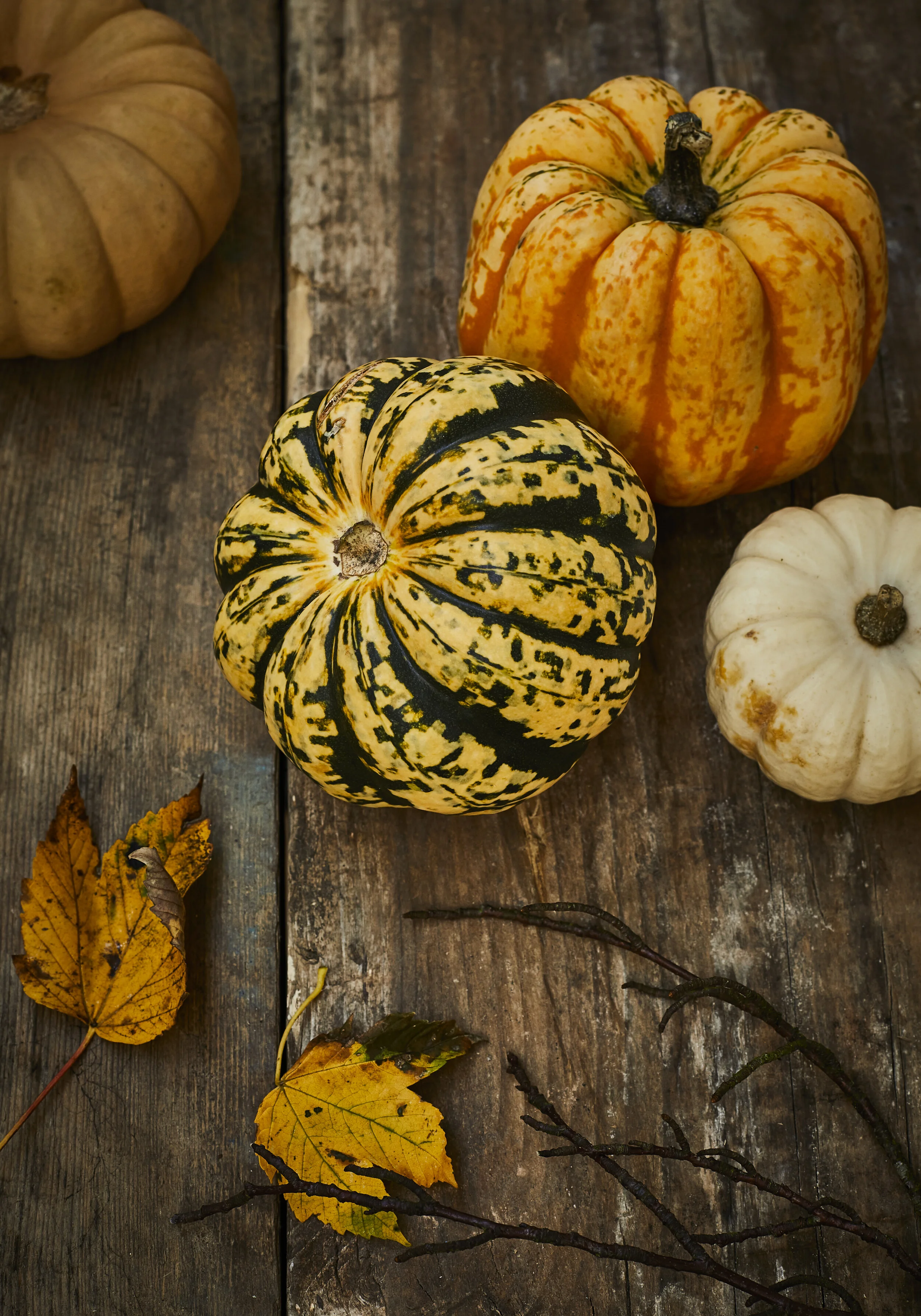 Pumpkins 3.jpg