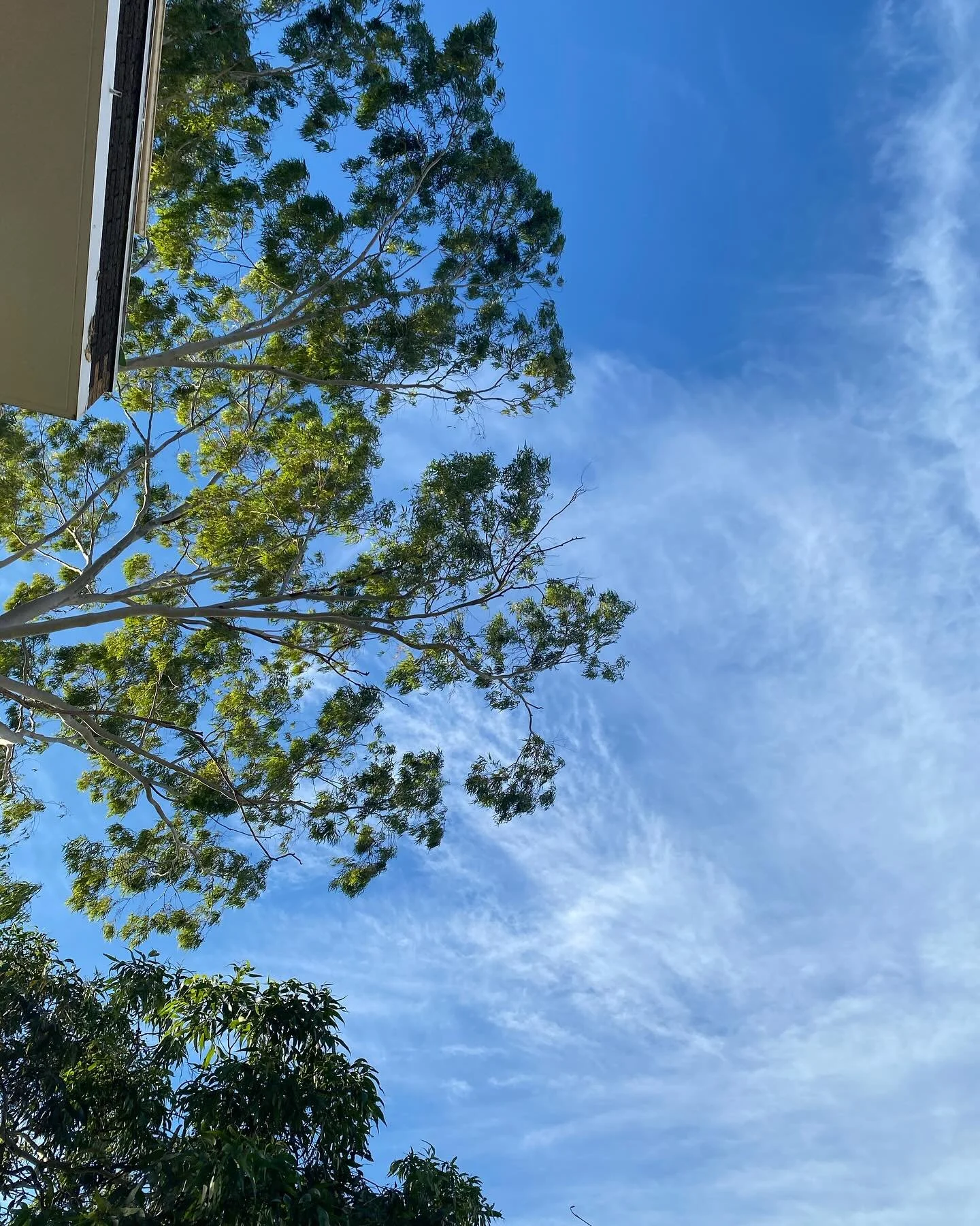 The past few months:
1 Summer in Sydney ☀️
2 Piano pup 🐶 
3 Thankful for golden hours
4-5 🌸🌻🌷🌼
6 Ocean expansiveness 🌊
7 Learning Dorico
8-9 Excellent concerts at the end of last year: The Resonants and Dunera Mass
10 Perfect purple, Spring &ls