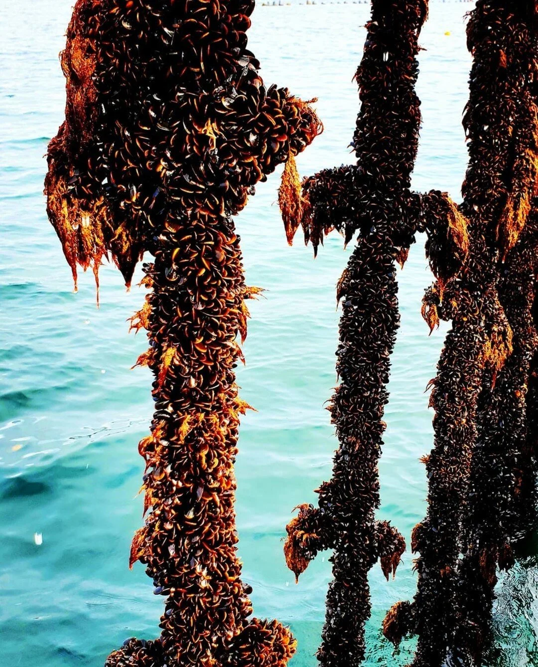 TOP QUALITY Cornish produce from @westcountry_mussels 💙 ​​​​​​​​​
Not only do they taste delicious, but mussels are a crucial part of a healthy ecosystem 🪸 Each day a single mussel will filter up to 20 litres of seawater, removing phytoplankton and