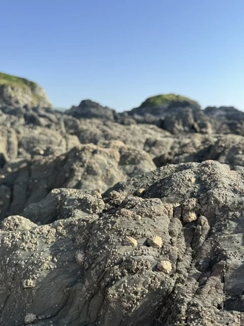 IMG_8648.jpeg