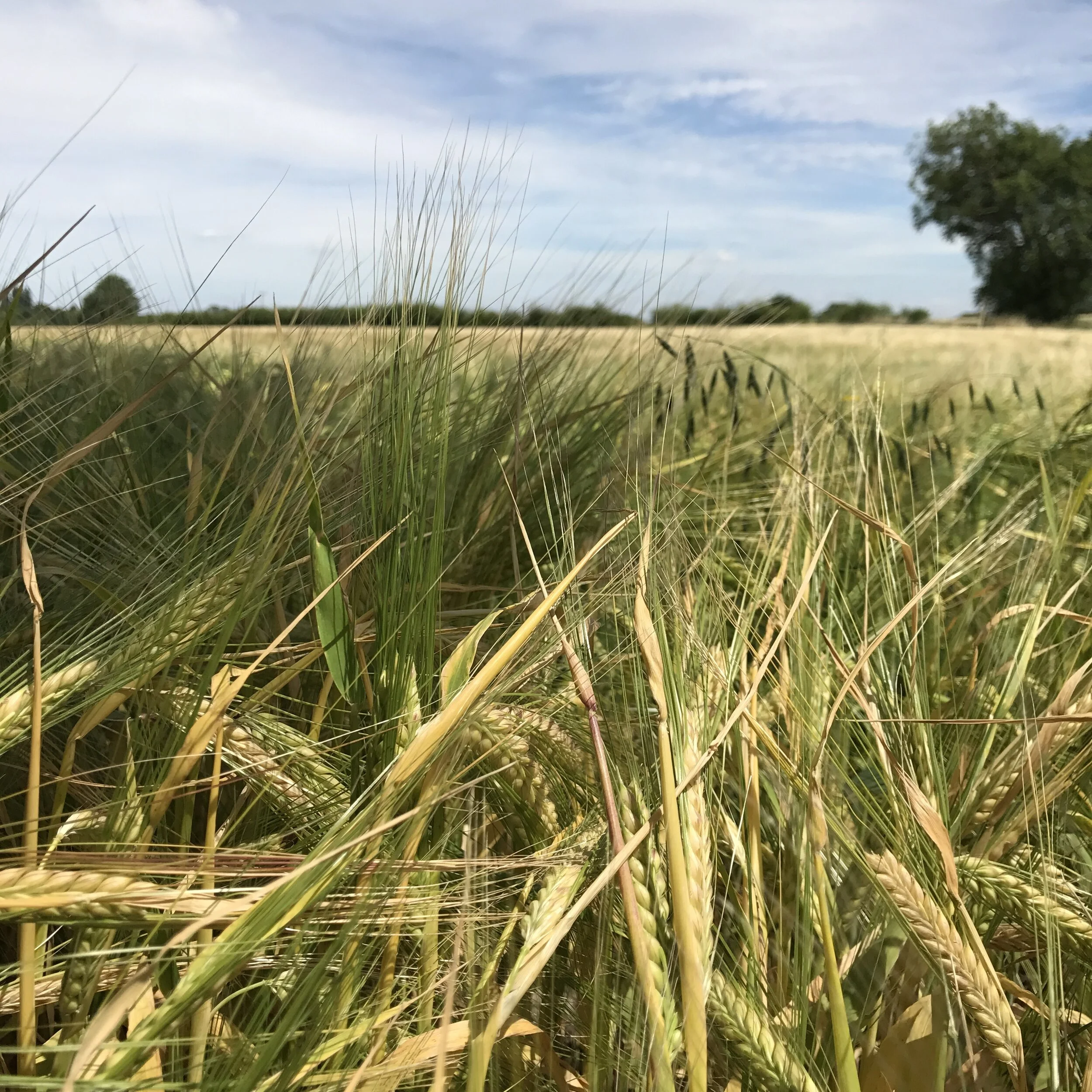 A wide field of tall, green and yellow wheat plants with a clear blue sky and some scattered clouds, and a distant tree on the right side.