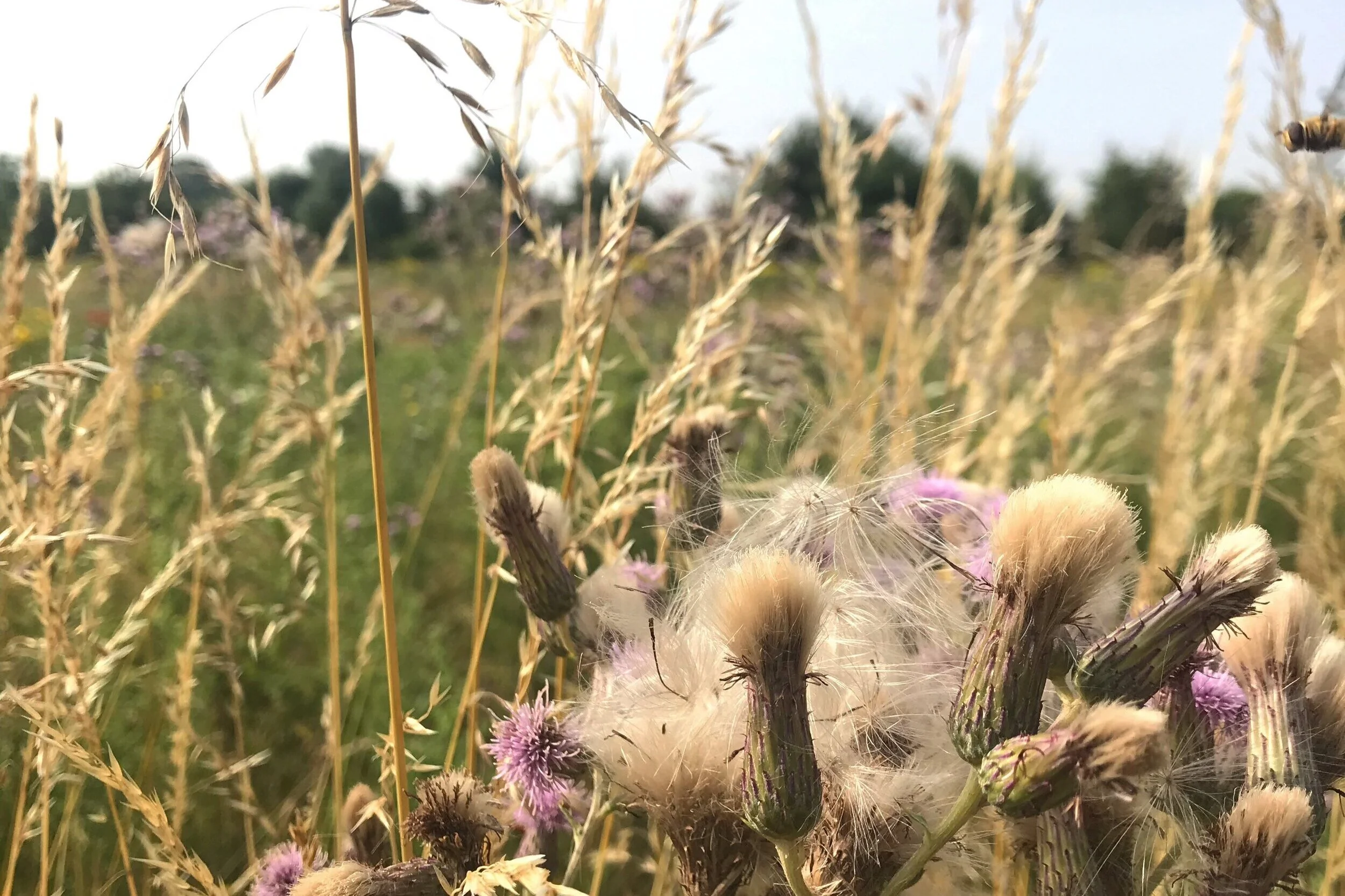 Close-up of wildflowers and tall grasses in a field, with soft-focus trees in the background and a clear sky.