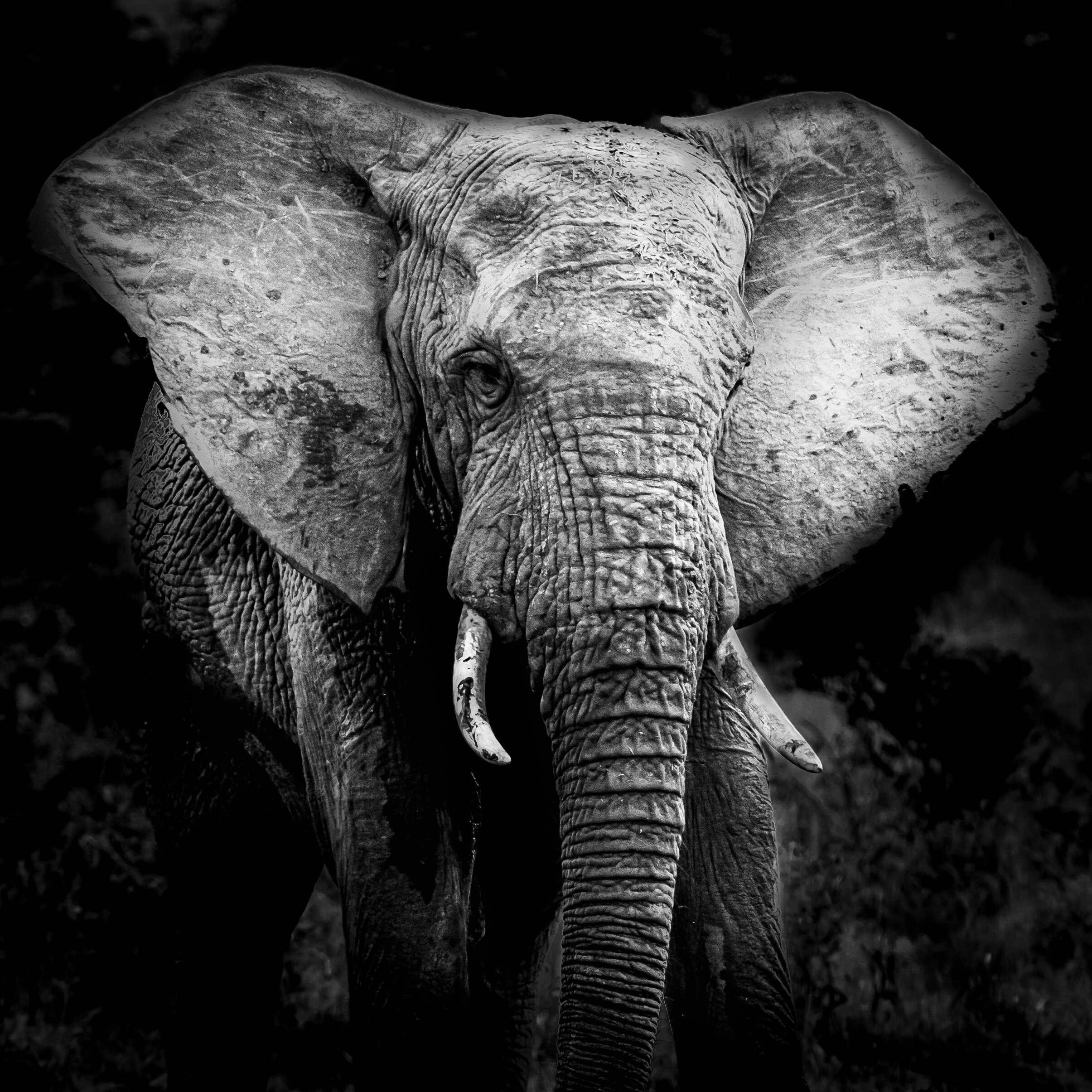 African Wildlife Photography - Fine Art Prints