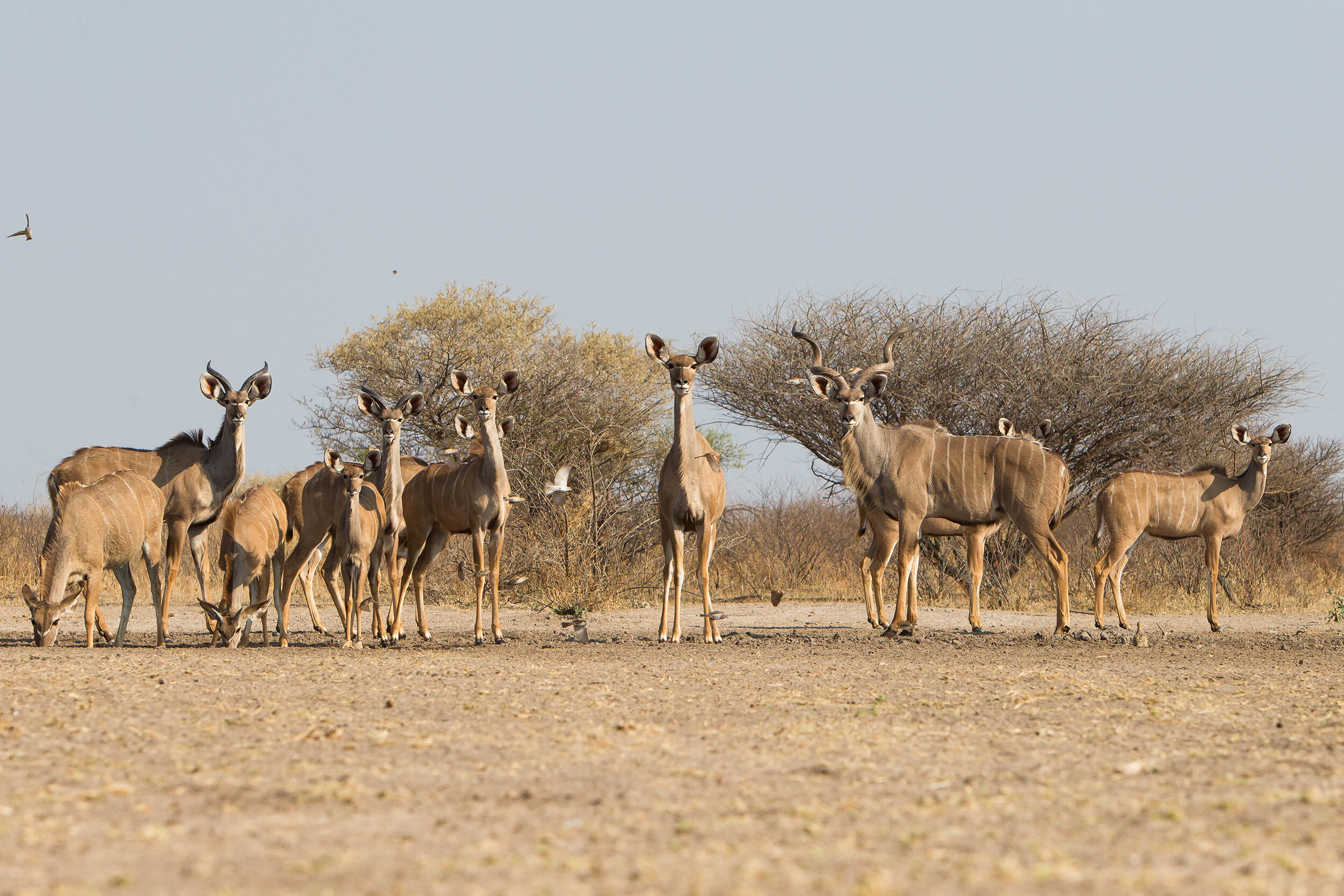 CLARE-WITTON-TRAVEL-BOTSWANA11.jpg