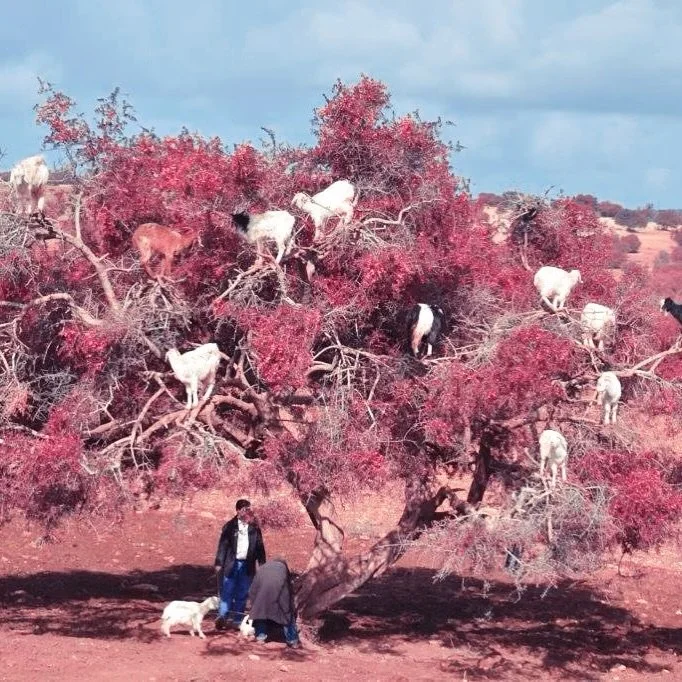 In Morocco you might catch a glimpse of some goats hanging out on the branches of the Argania -&nbsp; or Argan trees. Am not making this up!

#ClareWittonTravel #PrivateClients #PrivateTravel #ClientDestinations #LuxuryTravelAdvisor #Morocco #Goatsin
