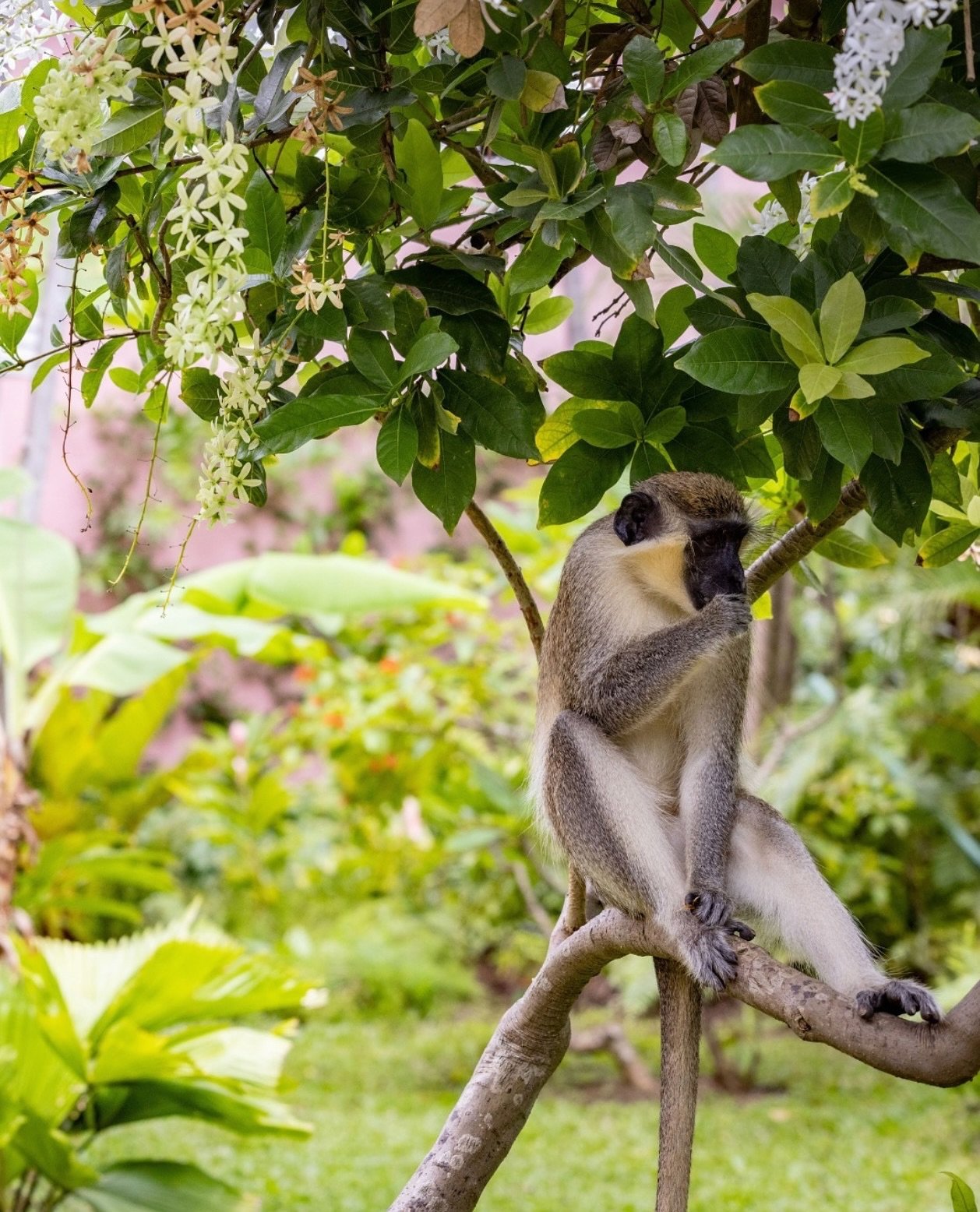 Monkey watching&mdash;more uplifting than a deep breathing exercise!&nbsp;

I thought now was a good moment to give them their dues. These little furry friends have caused great amusement recently on my client&rsquo;s travels! Cheeky troops of dusky 
