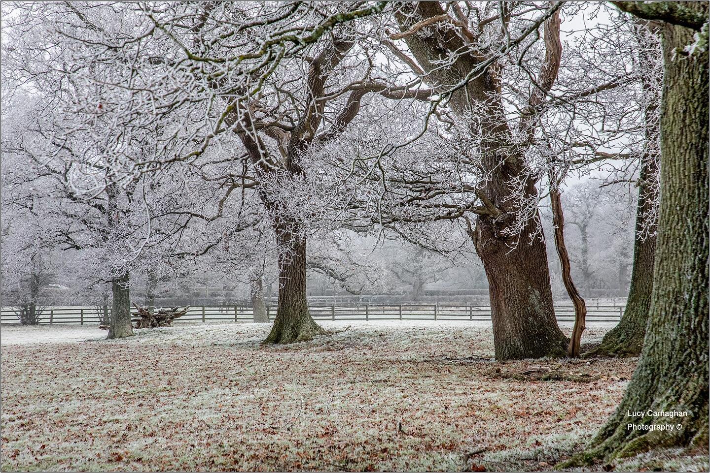 🌳❄️🐑 For those that don&rsquo;t know me,I&rsquo;m married to a Farmer who this morning over breakfast announced that he had a &ldquo;lovely little job for you and the kids to do ....&rdquo; 🤦🏽&zwj;♀️ Moving lambs which took me flipping ages on my