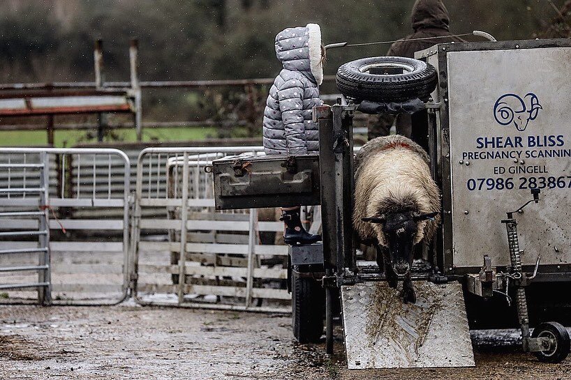 Today we had our second lot of Ewes Scanned. I took tea and 1 child to break up this mornings home schooling ! Good scanning result ( Thanks Ed!) = happy farmer which in turn = happy me, a good day all round despite it being wet &amp; miserable! roll