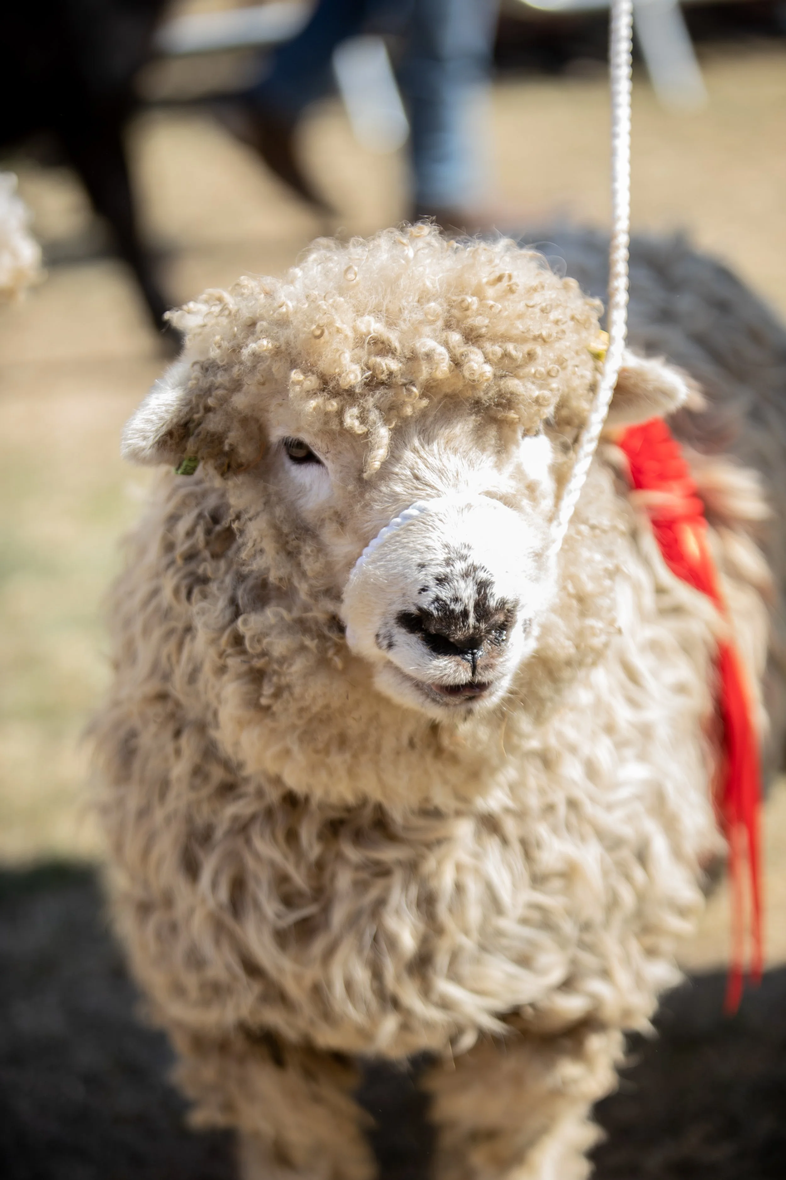 Day 2 (240 of 266).jpg