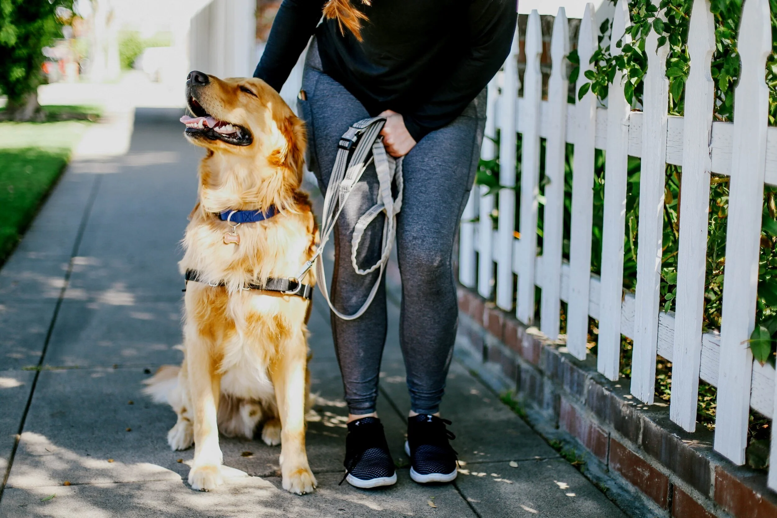 The Inspired Home Blog — 5 Dog Walking Tips for Your Furry Best Friend