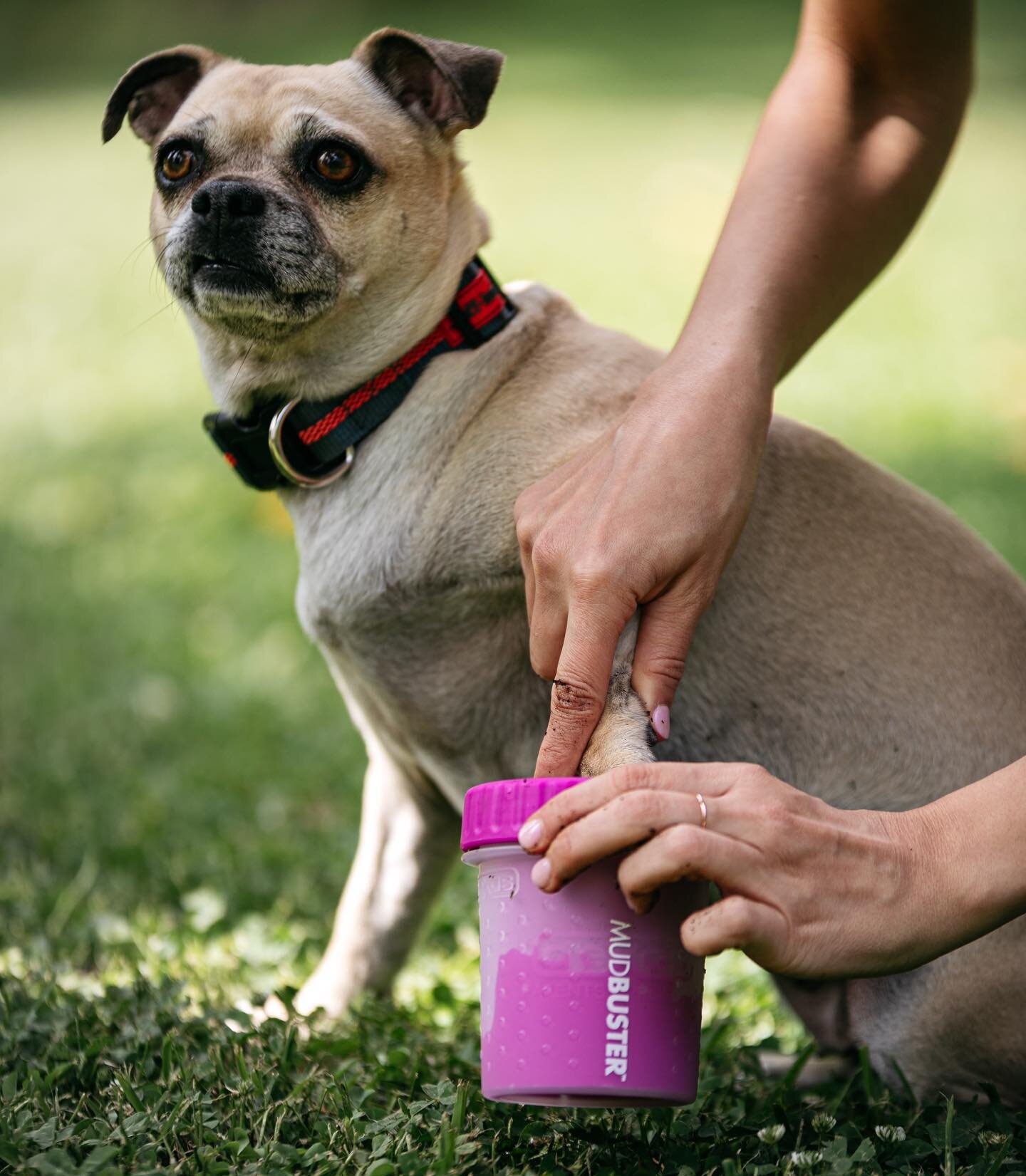 Chai found the Mudbuster so relaxing, she decided to lay down for it 🙊 (Swipe ➡️) The small Mudbuster is perfect for keeping tiny little paws clean on a summer park day! 🐾 
#dexas #mudbuster #pawcleaner