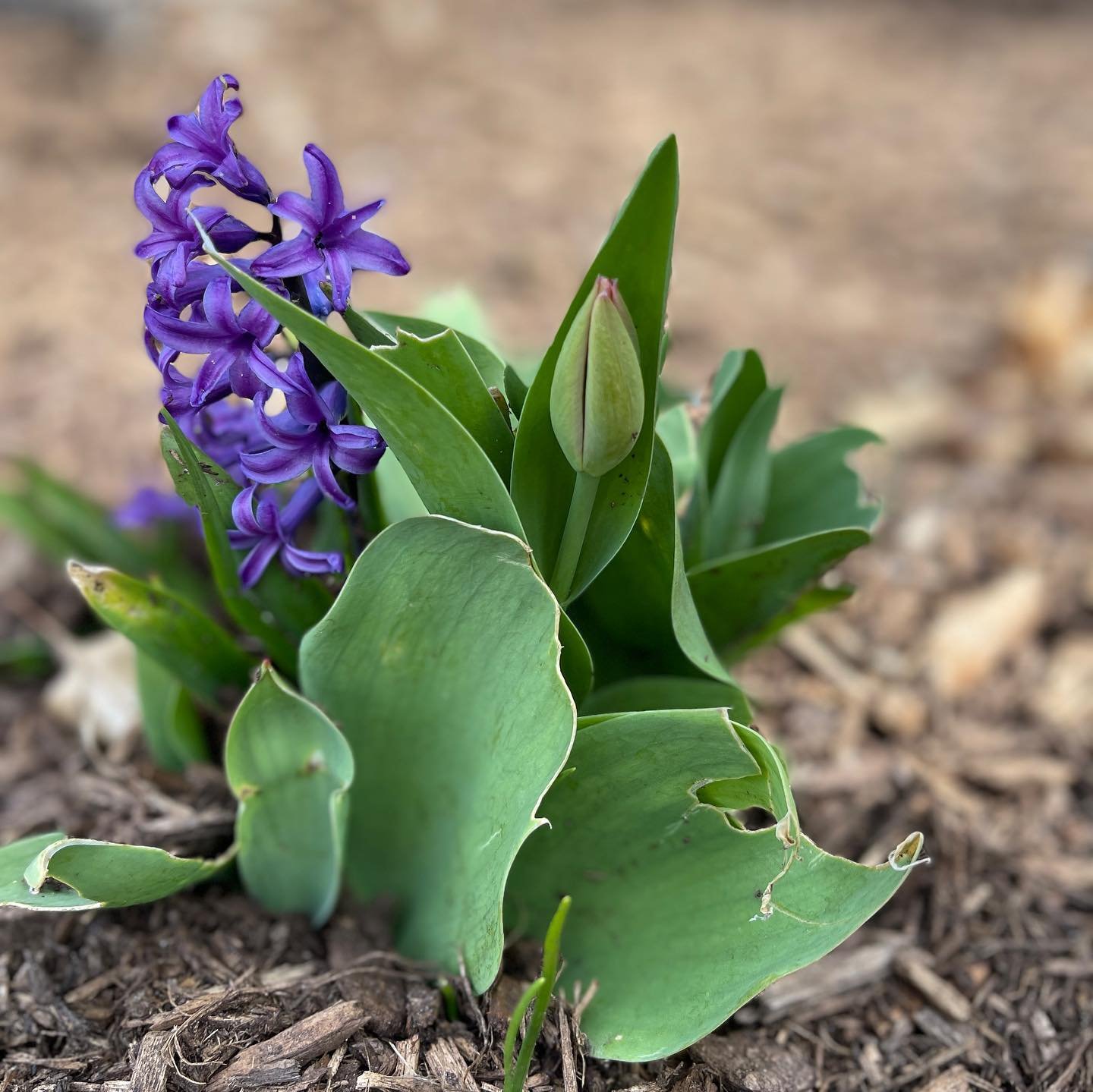 &ldquo;The beautiful spring came, and when nature resumes her loveliness, the human soul is apt to revive also.&rdquo; &mdash;Harriet Ann Jacobs

Ahhh, we love seeing how the grounds come to life in Spring! We can&rsquo;t help but to notice that we f