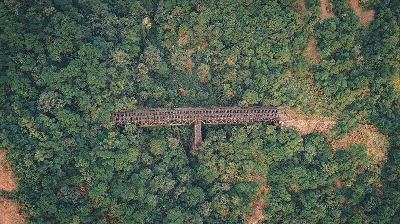 A bridge in a rainforest