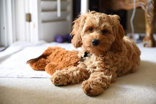 cockapoo-puppy-laying-on-carpet-SW.jpg