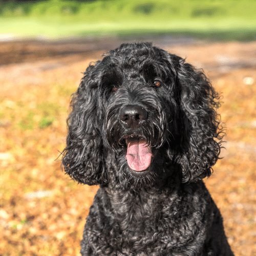 black-labradoodle.jpg