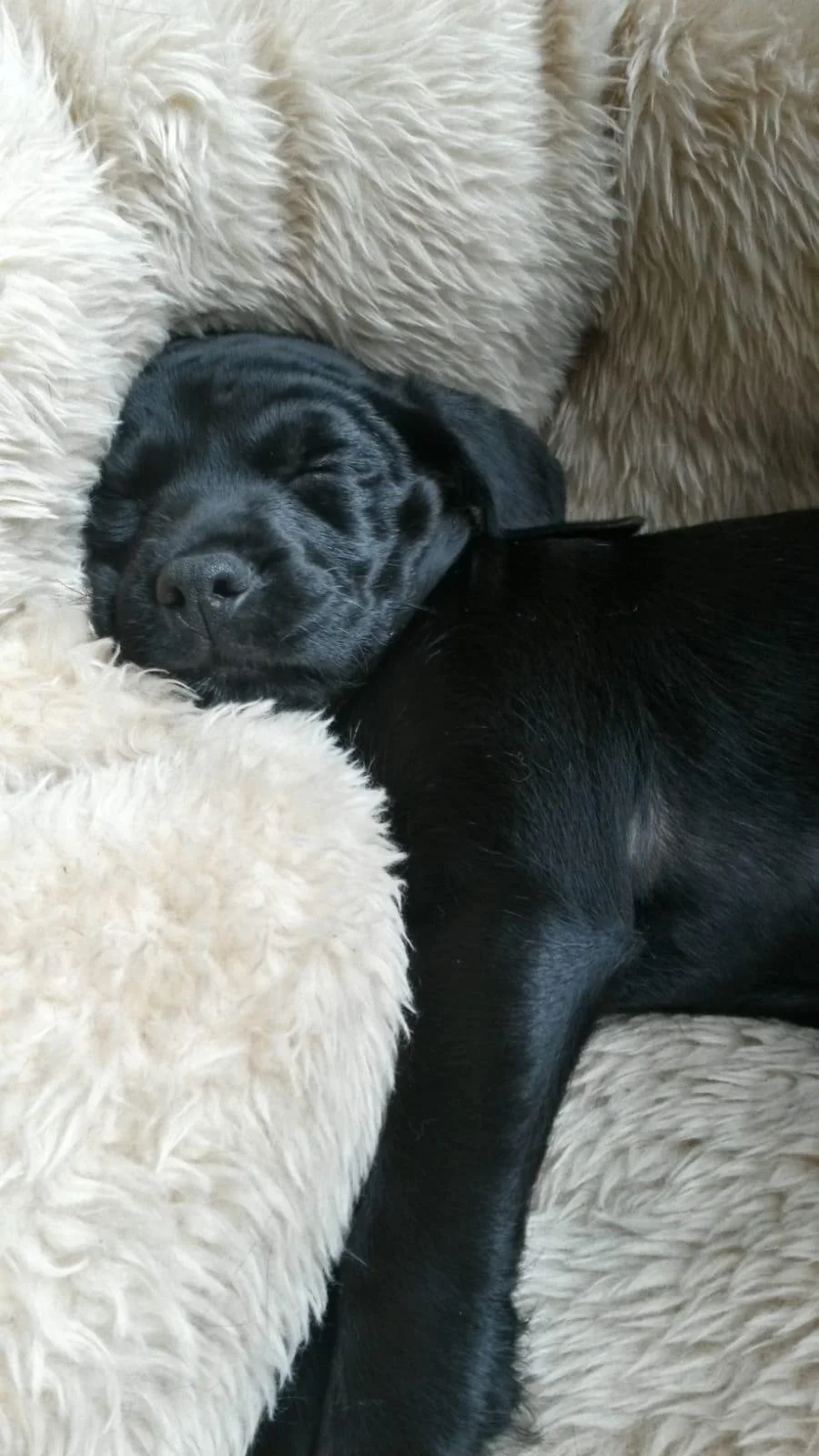 Floyd puppy.jpg