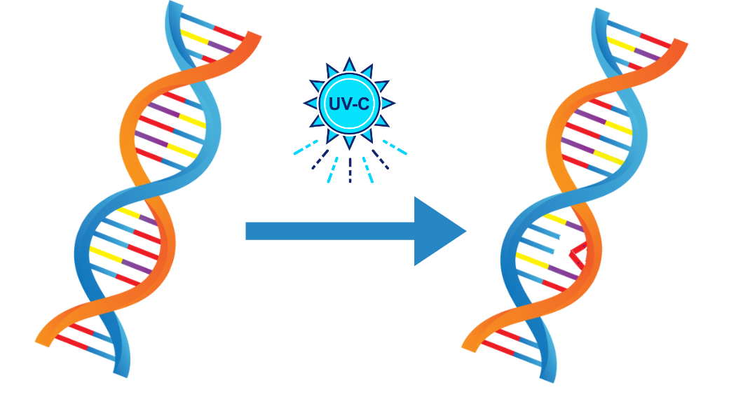 What Is Germicidal Ultraviolet-C (UVC) light?