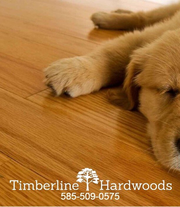 HOW TO CLEAN HARDWOOD FLOORS: Vacuum, dust, sweep, or dry mop to remove dirt, dust, pet hair, etc. Swiffer Power Mop for Wood is amazing! Once cleaned, you can use Holloway Quick Shine Floor Finish for extra shine that makes floors look refinished! D