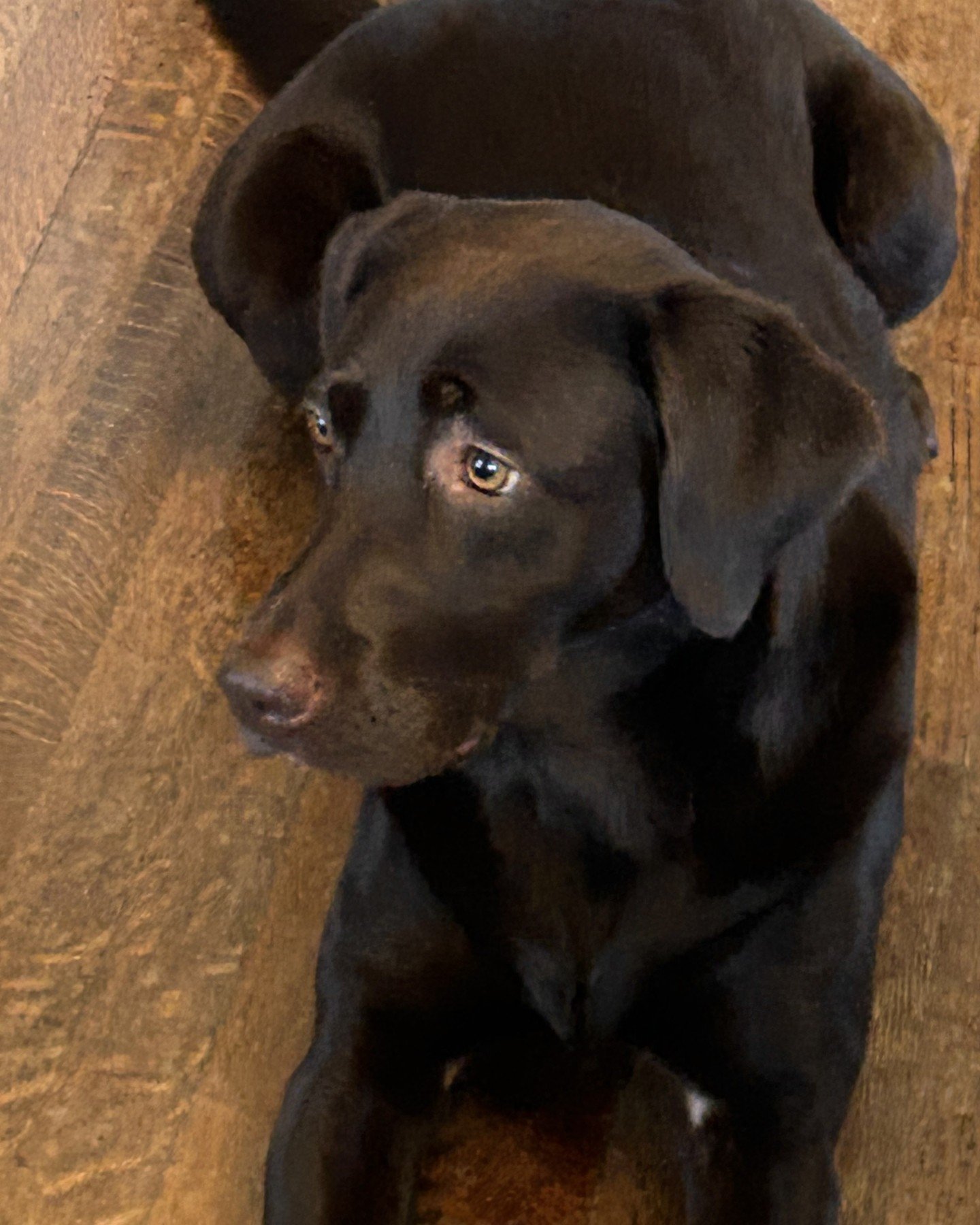 Our daughter's sweet dog MAPLE on Timberline's Rift/Qtrd WHITE OAK! They blend nicely together, don't you think? Home sweet home! #timberlinehardwoods #chocolatelab #bestdogever #granddog #whiteoak #hardwoodflooring #floors #home #homesweethome #upst