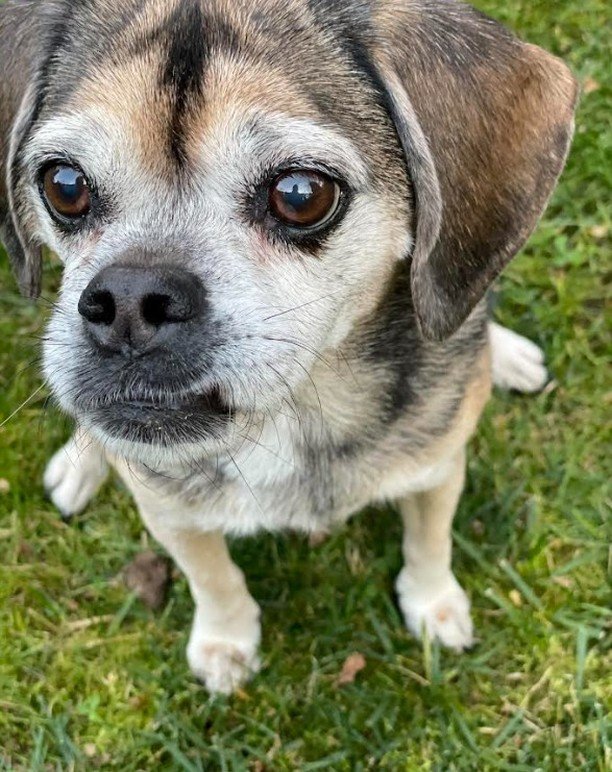 Maggie Mae - We miss you so very much. We were blessed to have you for 16 years. Natalie was your angel that asked us to rescue you when you were so tiny you fit in one hand. Gracie and Maple will miss their little bud. #puggle #lovedogs