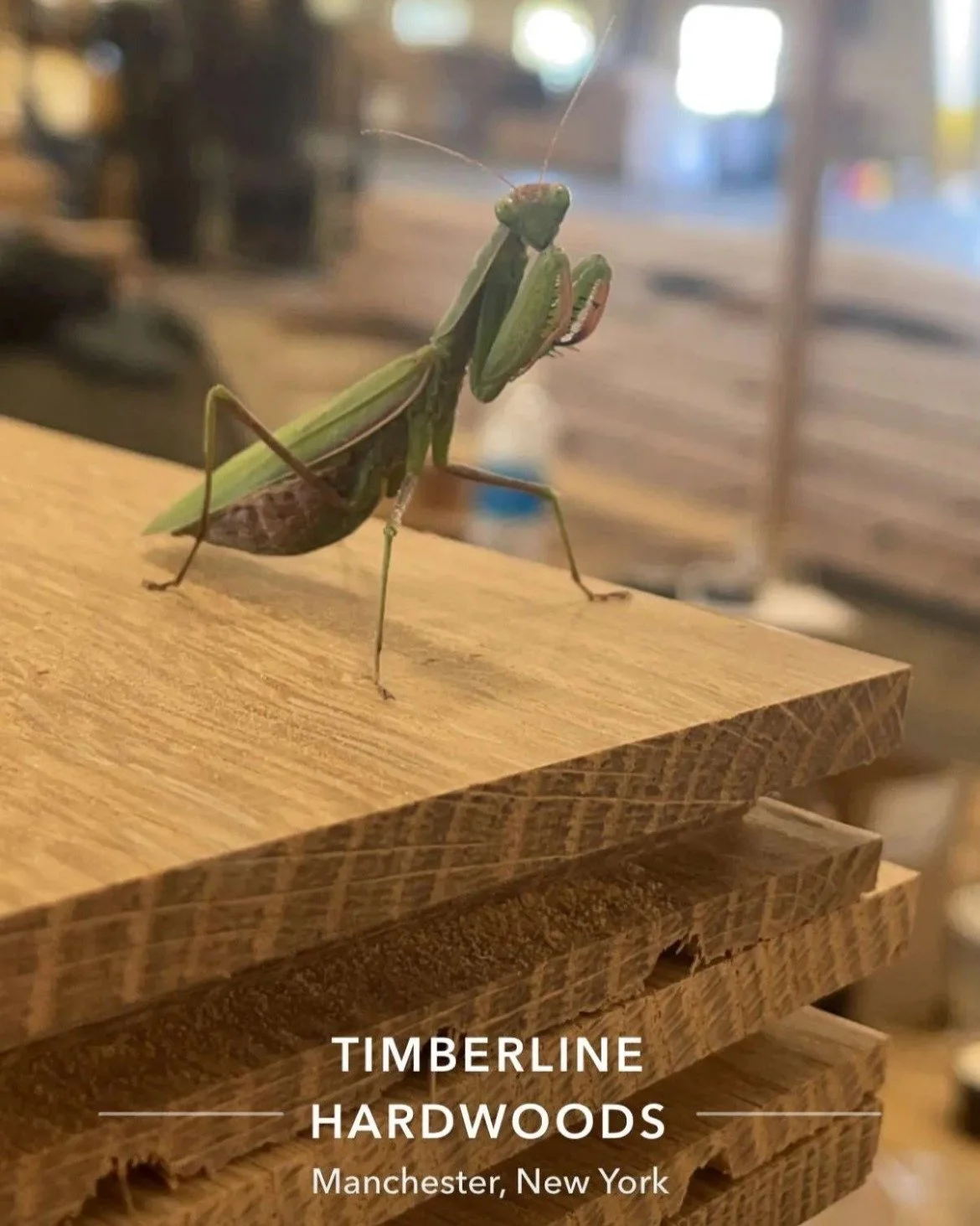 At Timberline, the smallest details matter! Quality, durability, and attention to detail! Let us know when you want to start that hardwood flooring project! We got you! tom.timberline@gmail.com 585-509-0575 www.timberlinehardwoods.com #timberlinehard