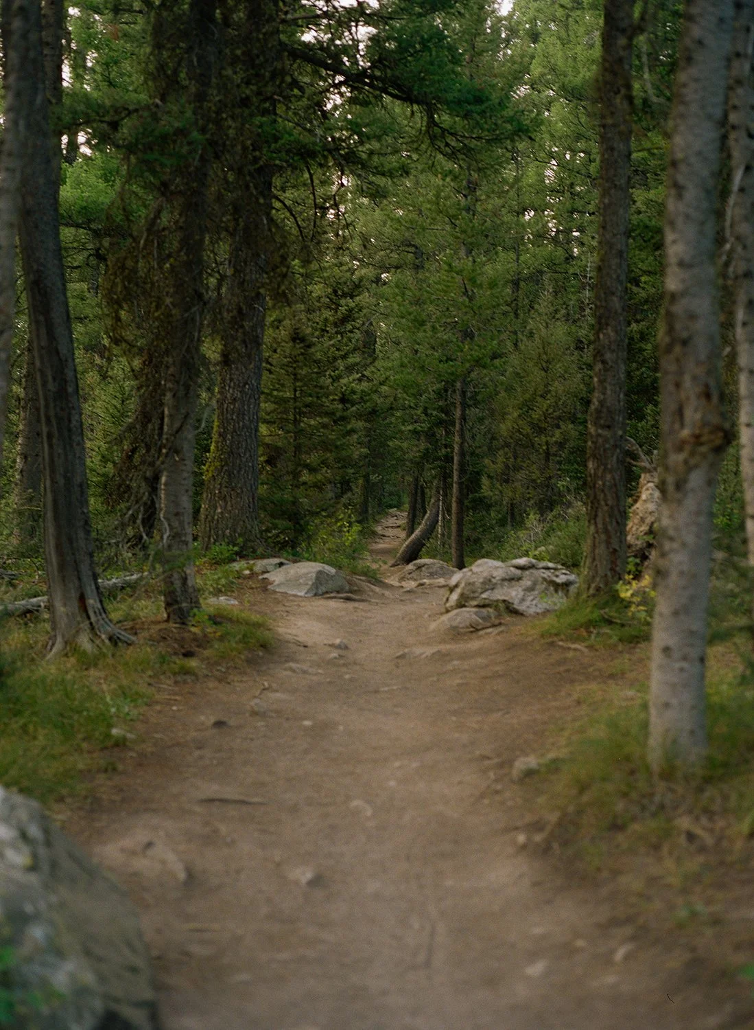 Grand Teton National park_KodakPortra800_Trail.jpg