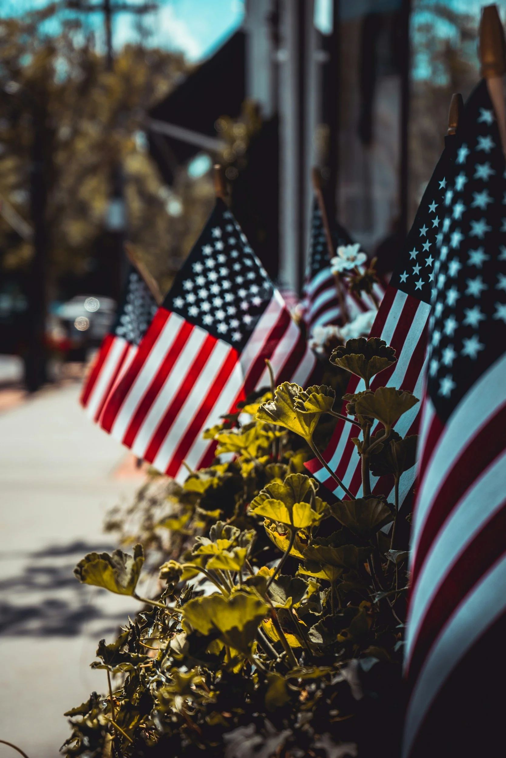 A row of small American flags lining a sidewalk among green plants outside a storefront, capturing the neighborhood charm Lima Charlie Inc. hopes residents in temporary housing get to experience this Independence Day.