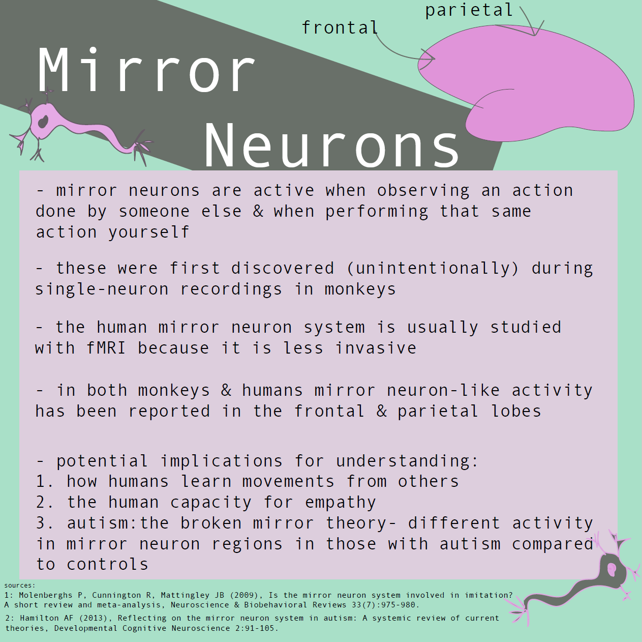 How Do Mirror Neurons Help With Learning? – WBFL