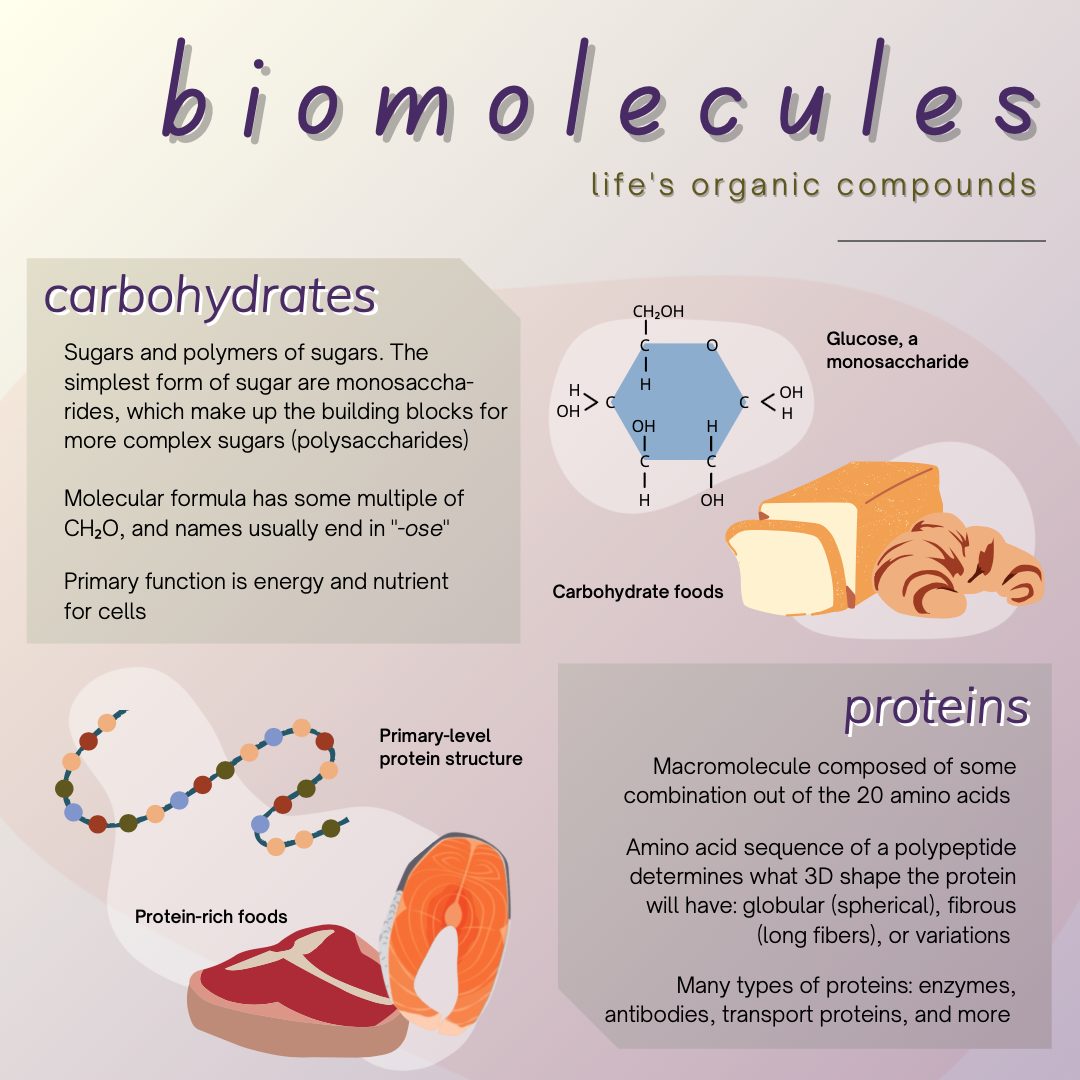 Biomolecules Structure And Function – BMOG