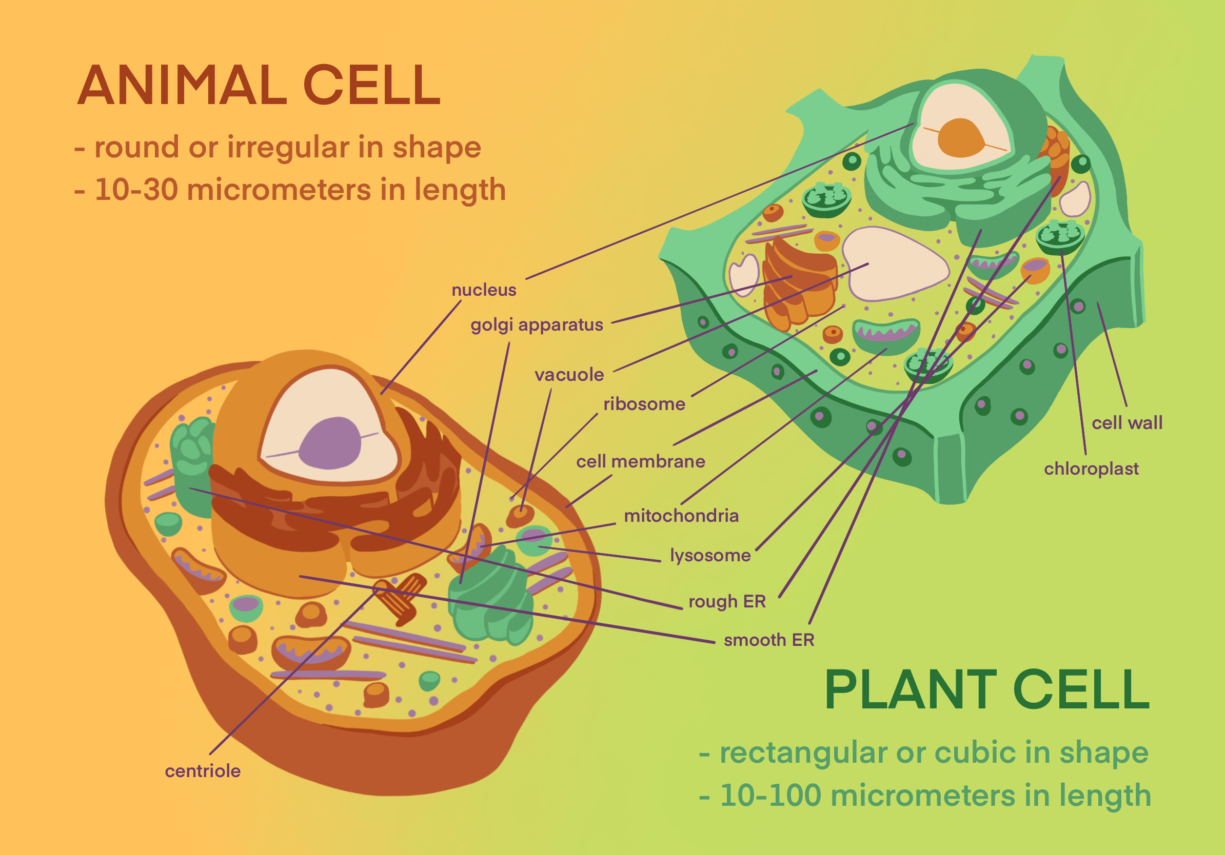 Plant Cells vs. Animal Cells — Biotech & Global Health Outreach