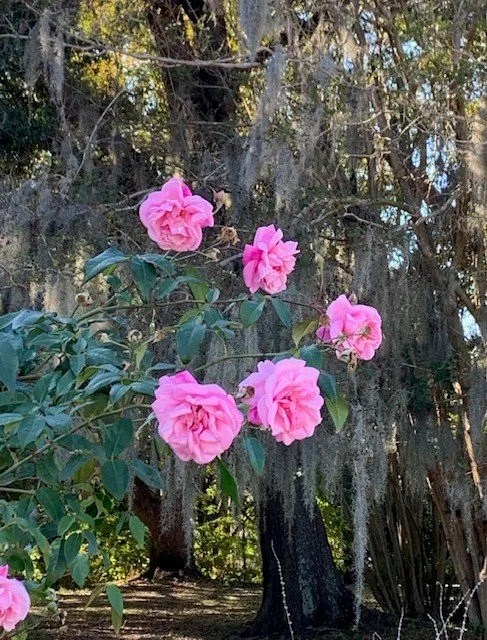 Lindera Townhome Collection