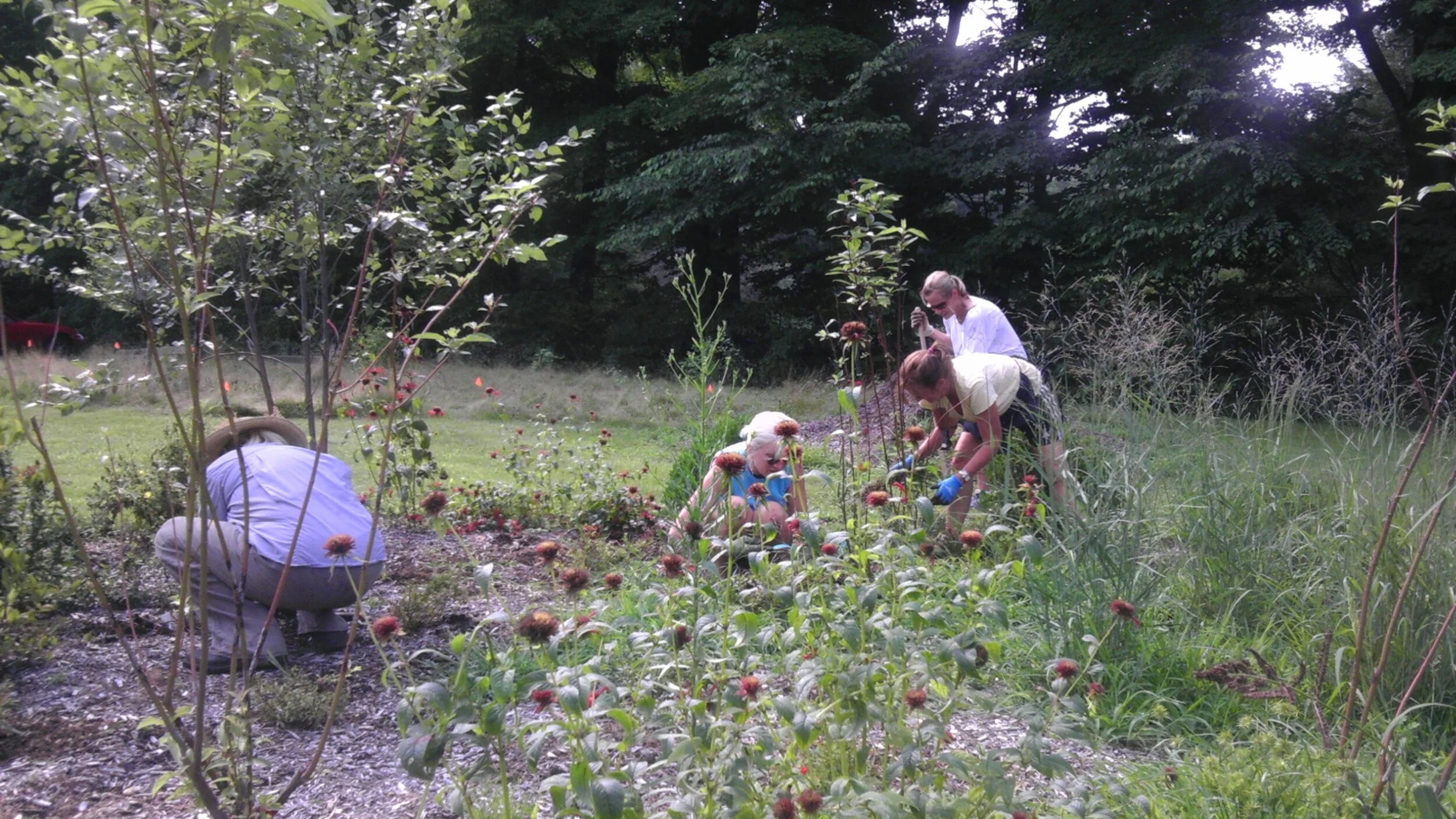 Plants in bloom_Season3_toth.JPG